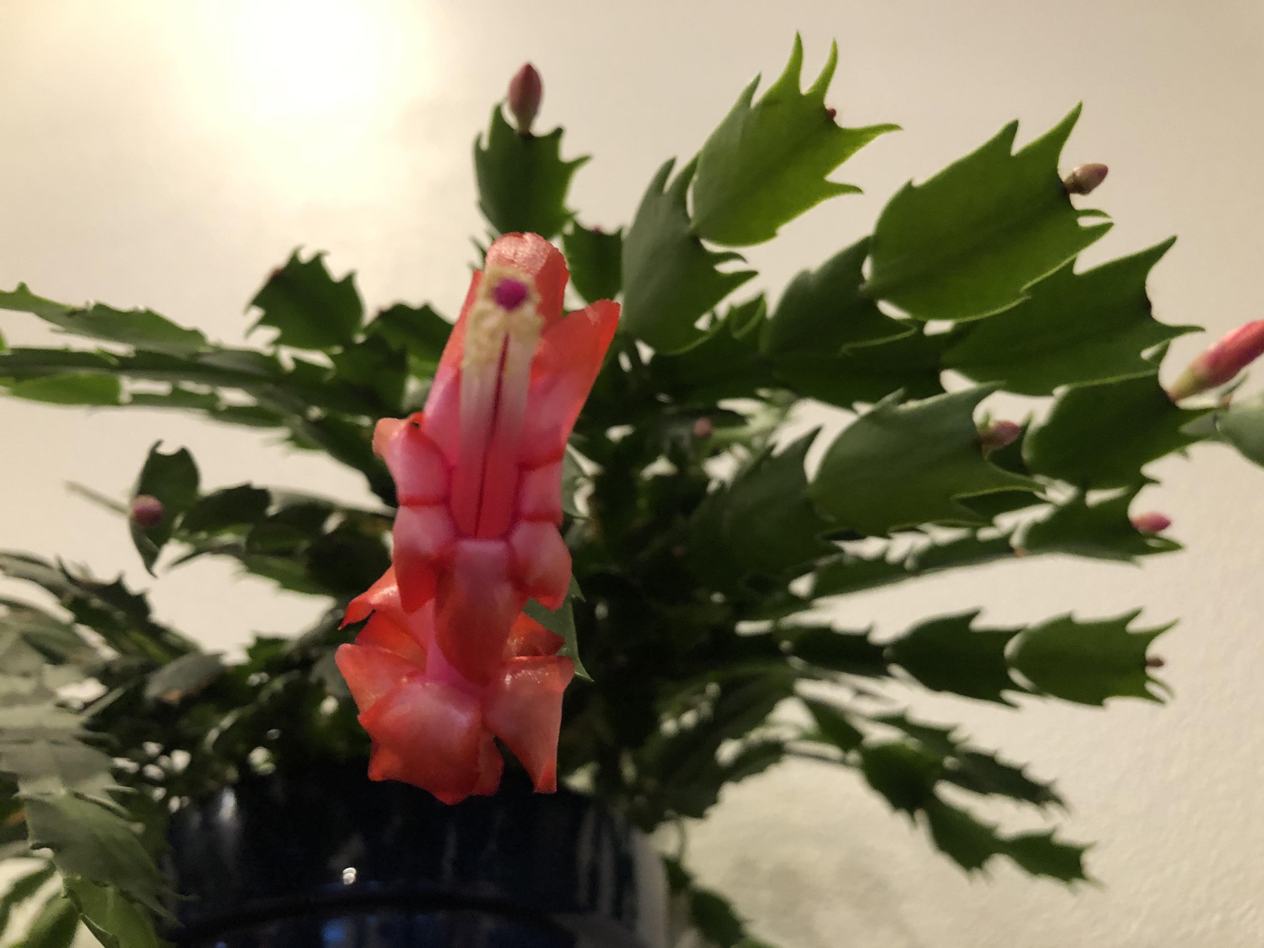 Christmas comes early when you live in Alaska r/houseplants