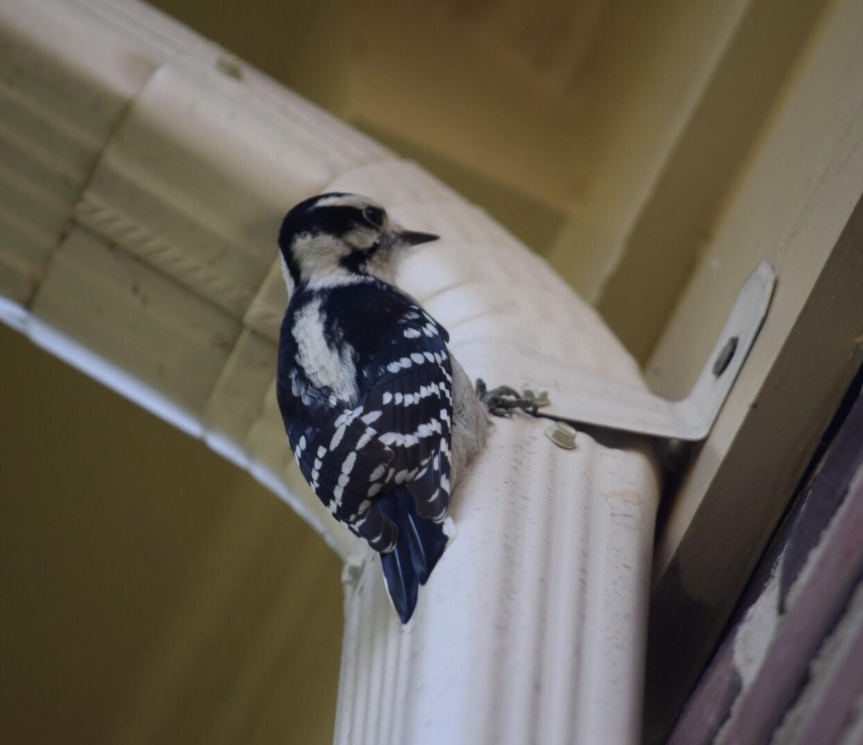 Caught this Downy Woodpecker drumming on my gutter. r/birding