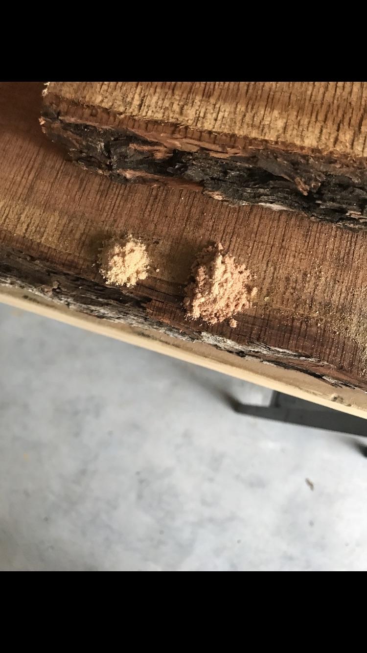 Termites in slab of mesquite wood (the wood isn’t totally dry) I’m