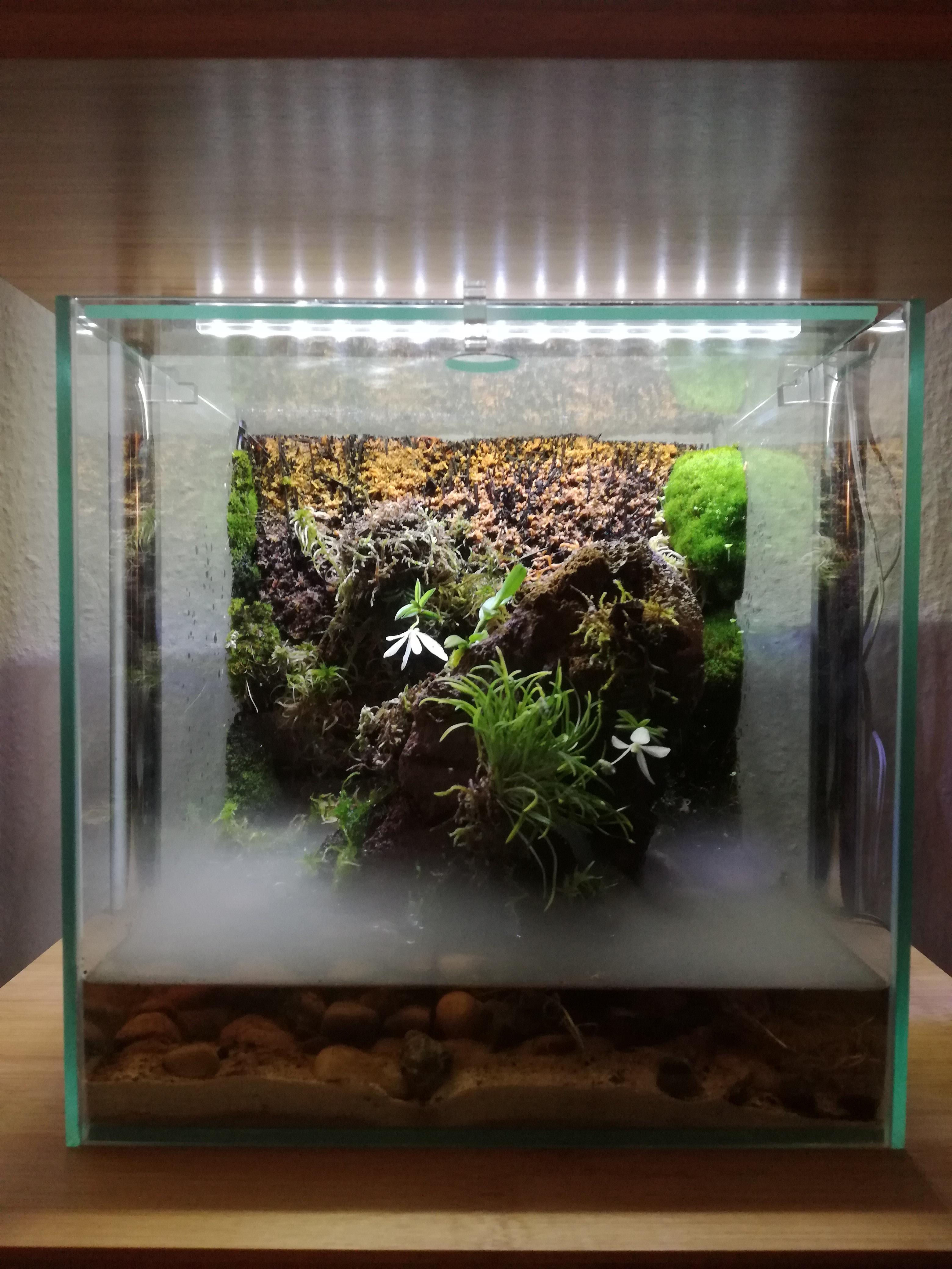 Setup for miniature orchids r/terrariums