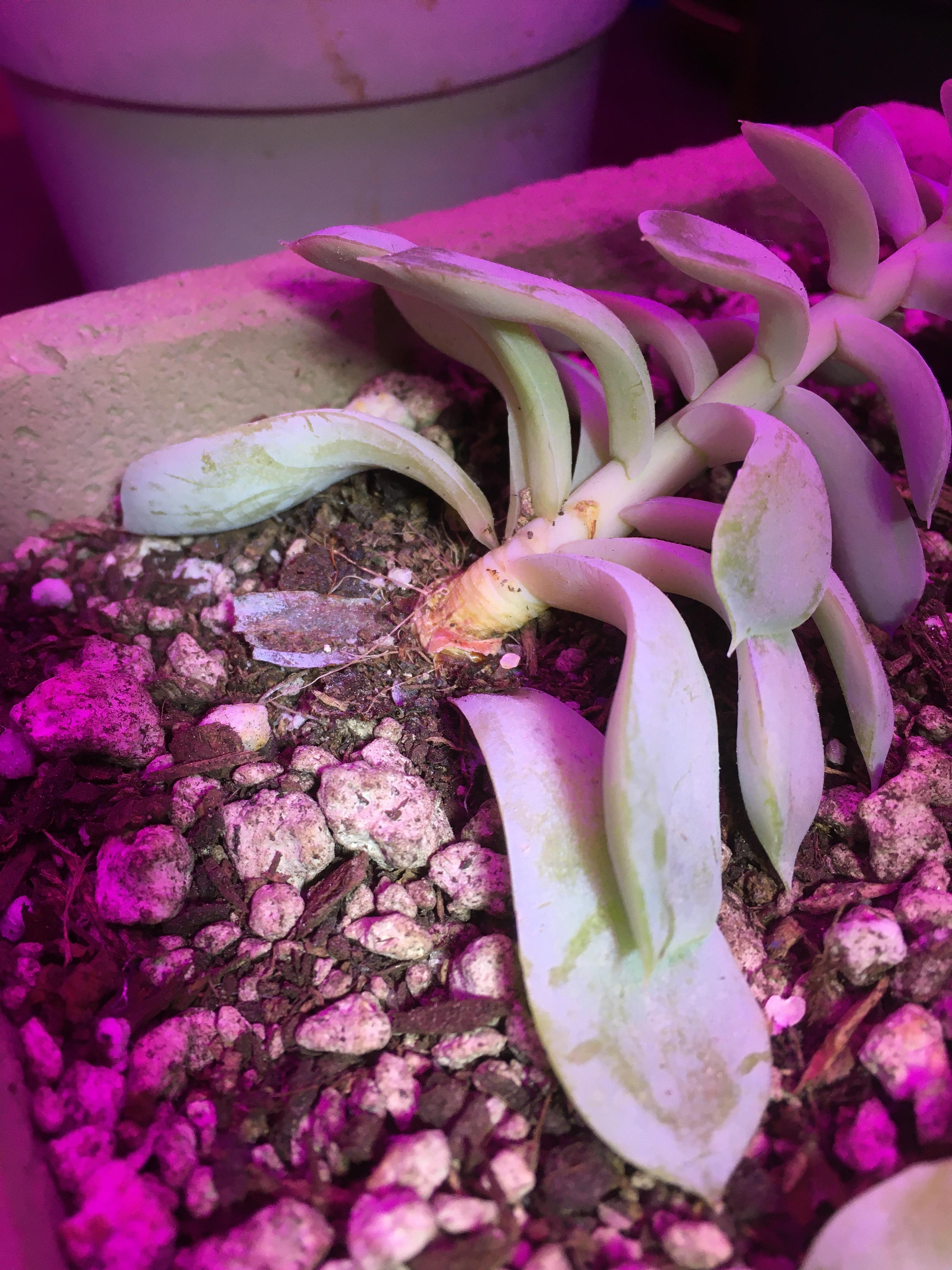 Why is my succulent falling over? Is it too topheavy, too shallow