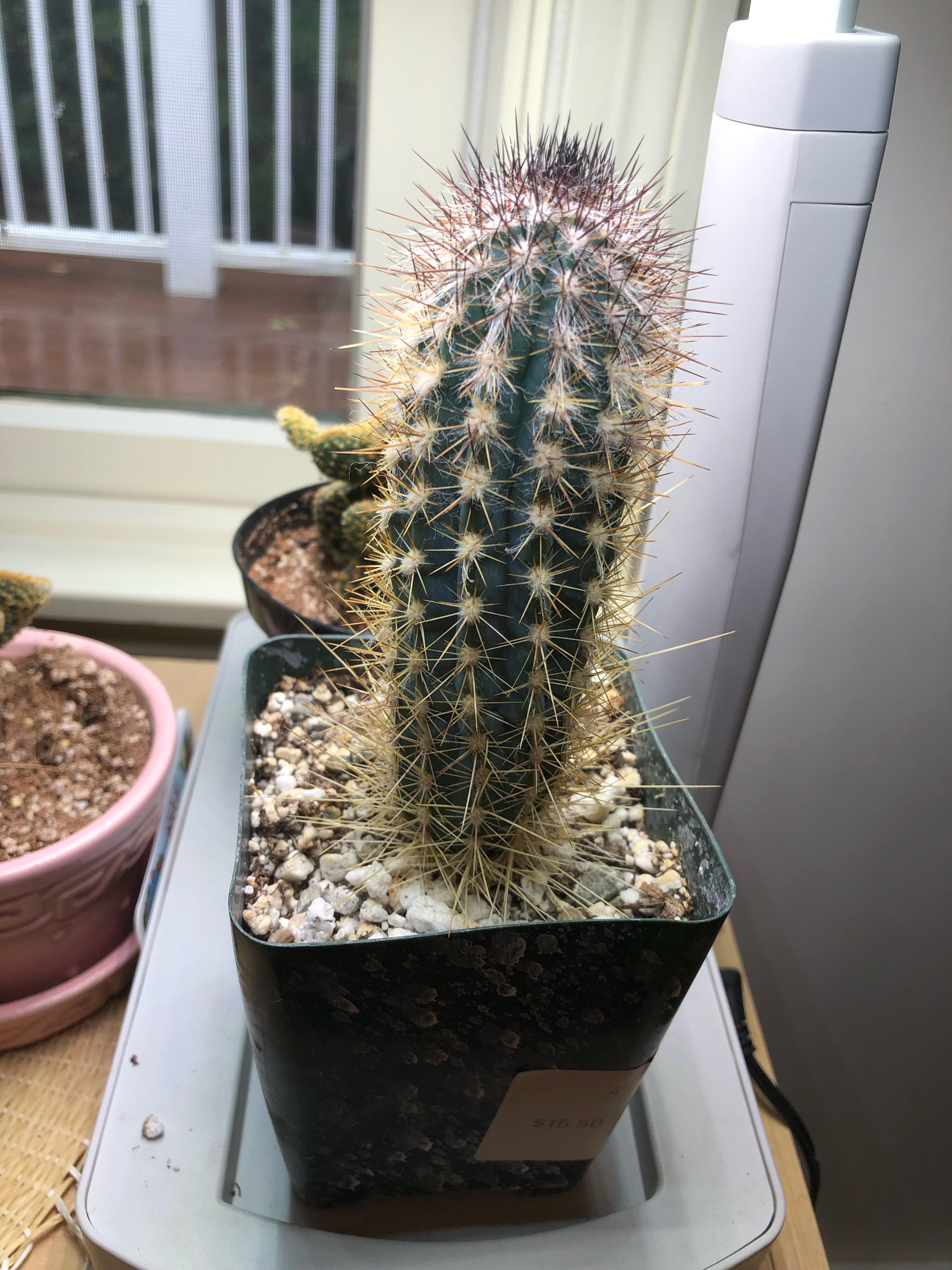 Does my blue torch cactus look ok? Hasn’t grown very much since I got