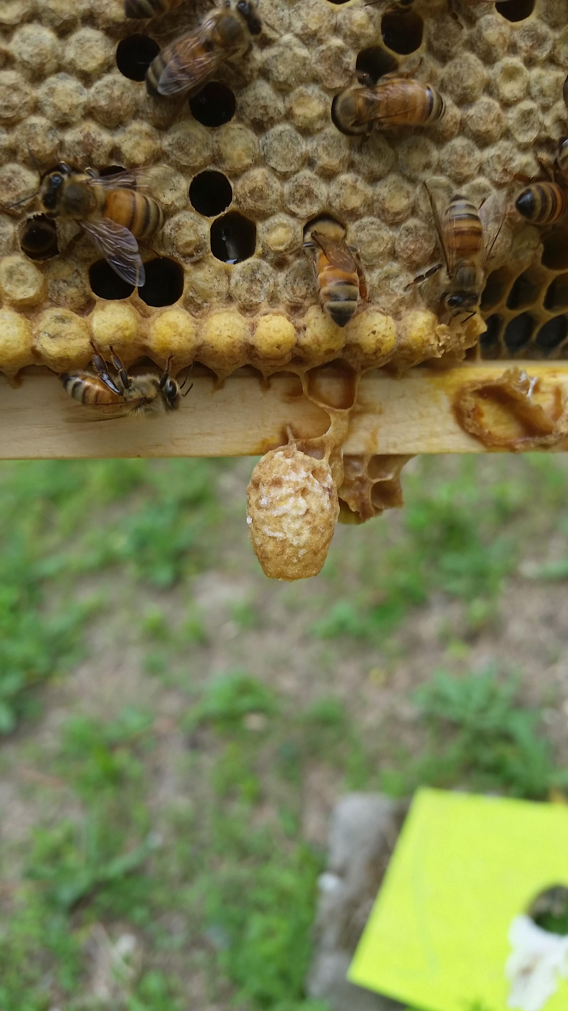 Queen cup with egg, what now? r/Beekeeping