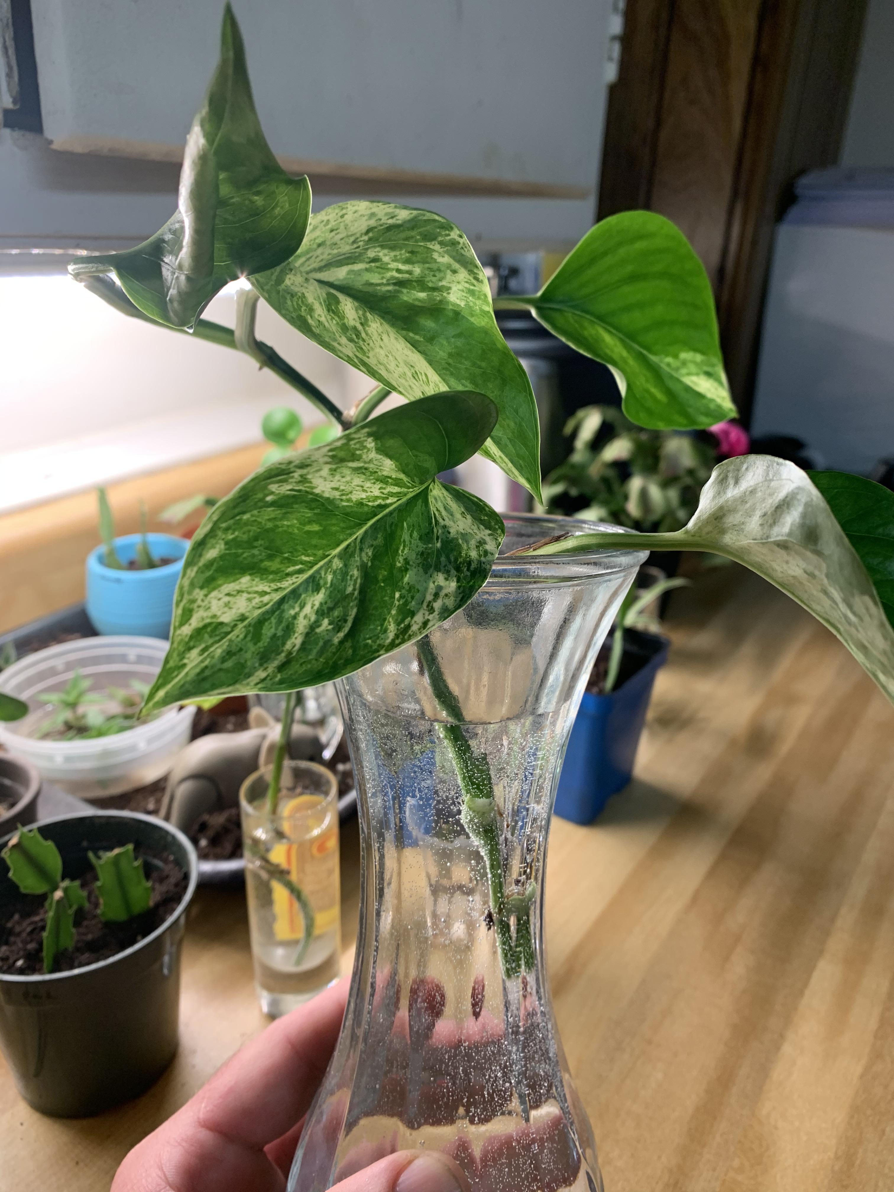 Last questions! How often should I change the water in this vase to