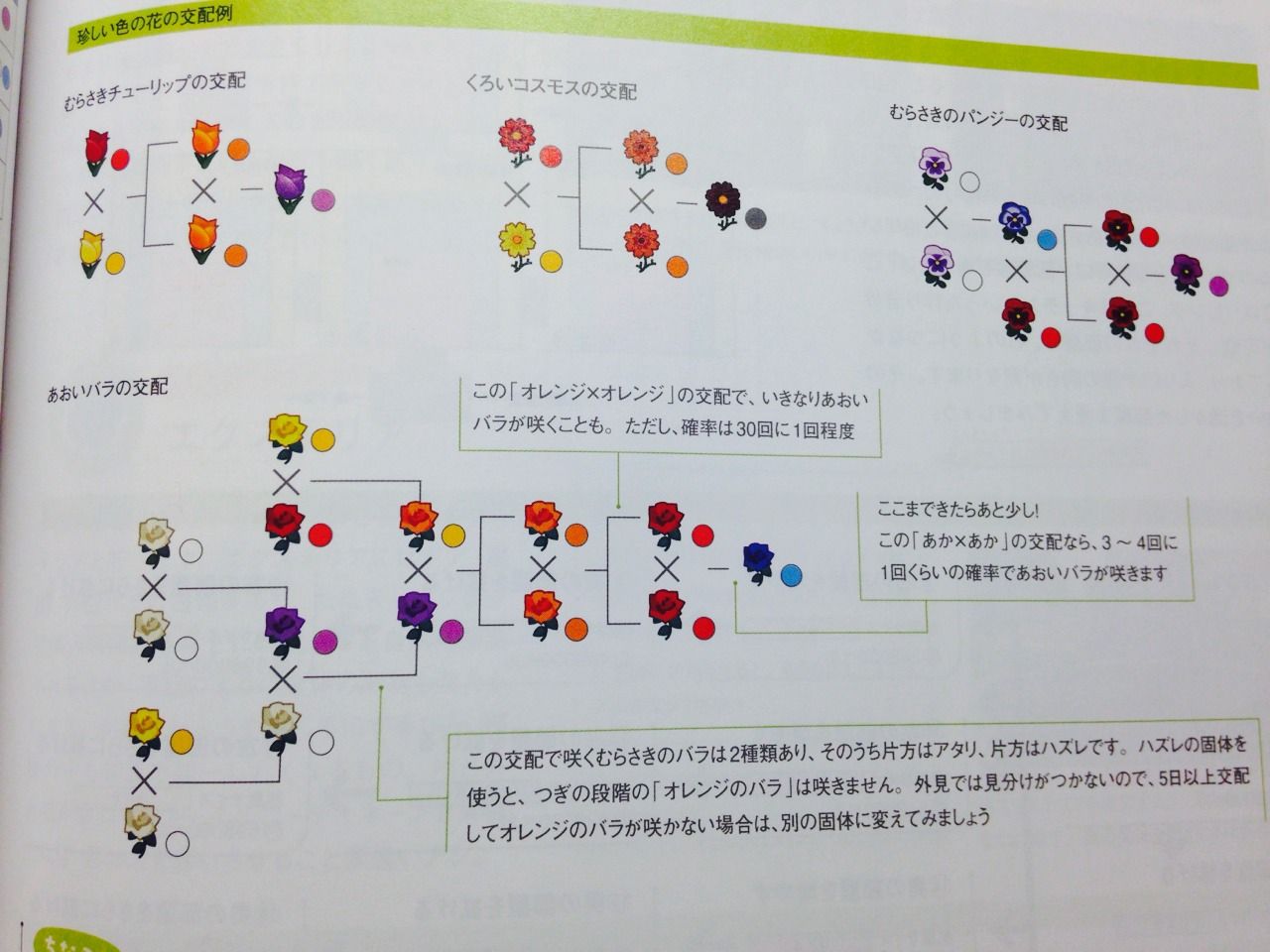 For anyone who struggles with getting blue roses r/AnimalCrossing