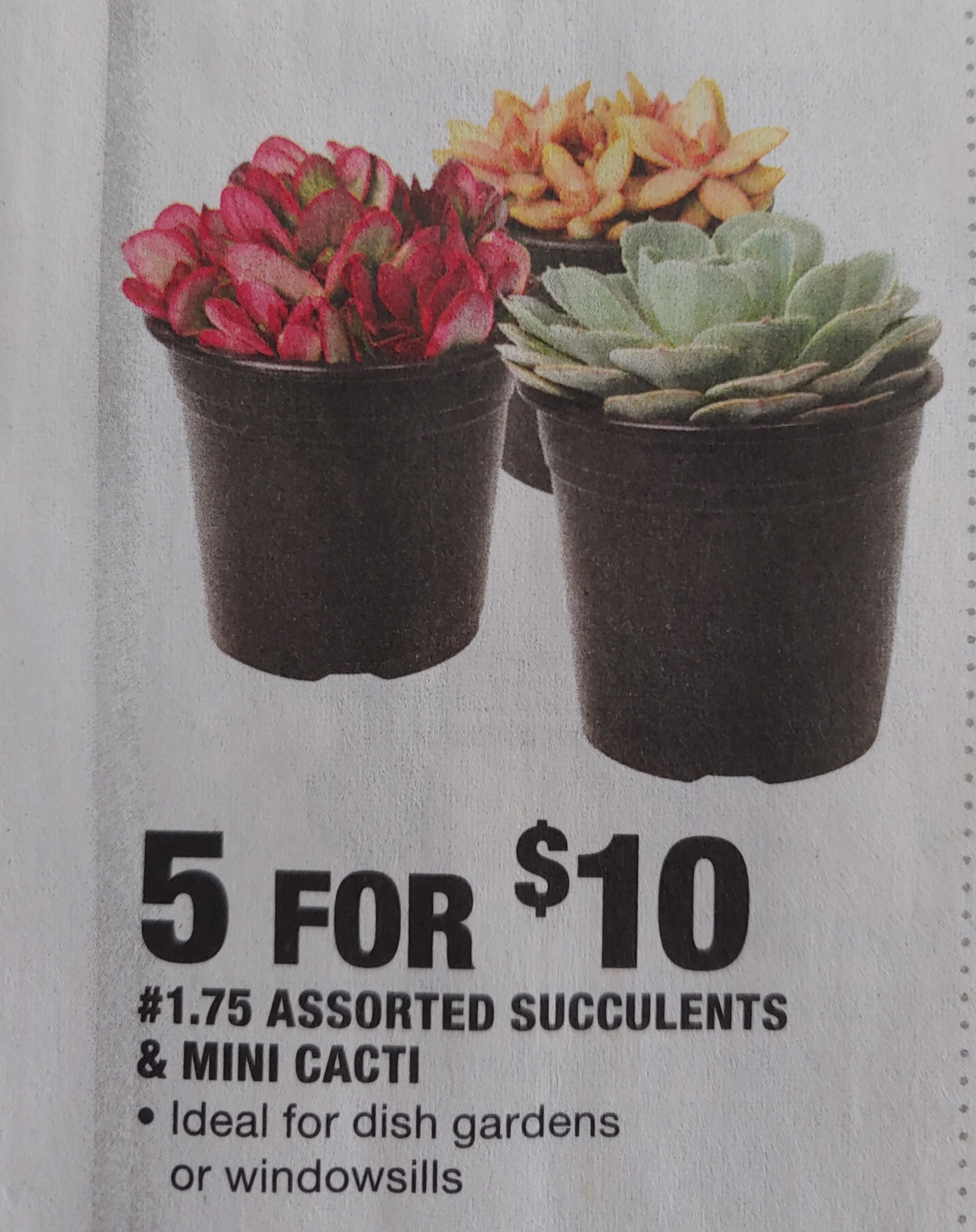 Succulents are 5 for 10 at Home Depot right now! r/succulents