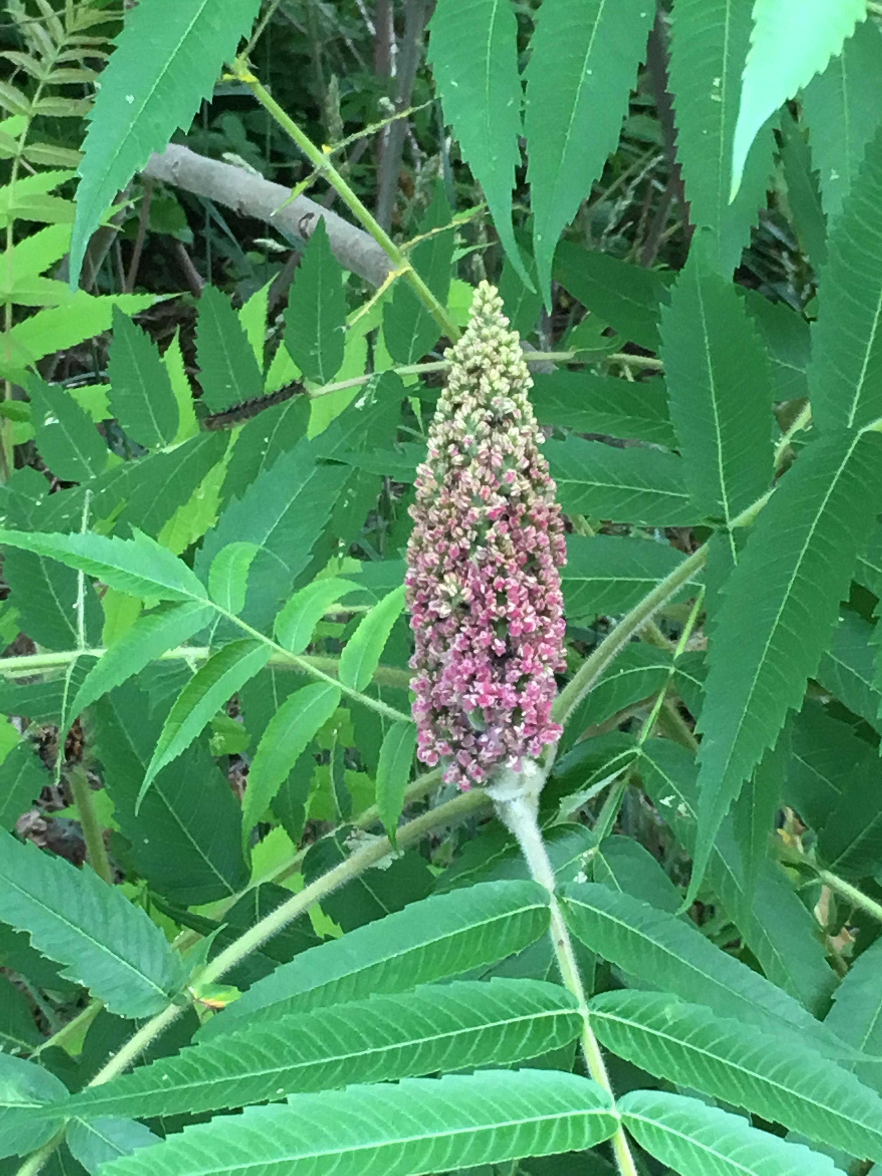 How do I know when to harvest the sumac? The dried herb always looks really red, like it was