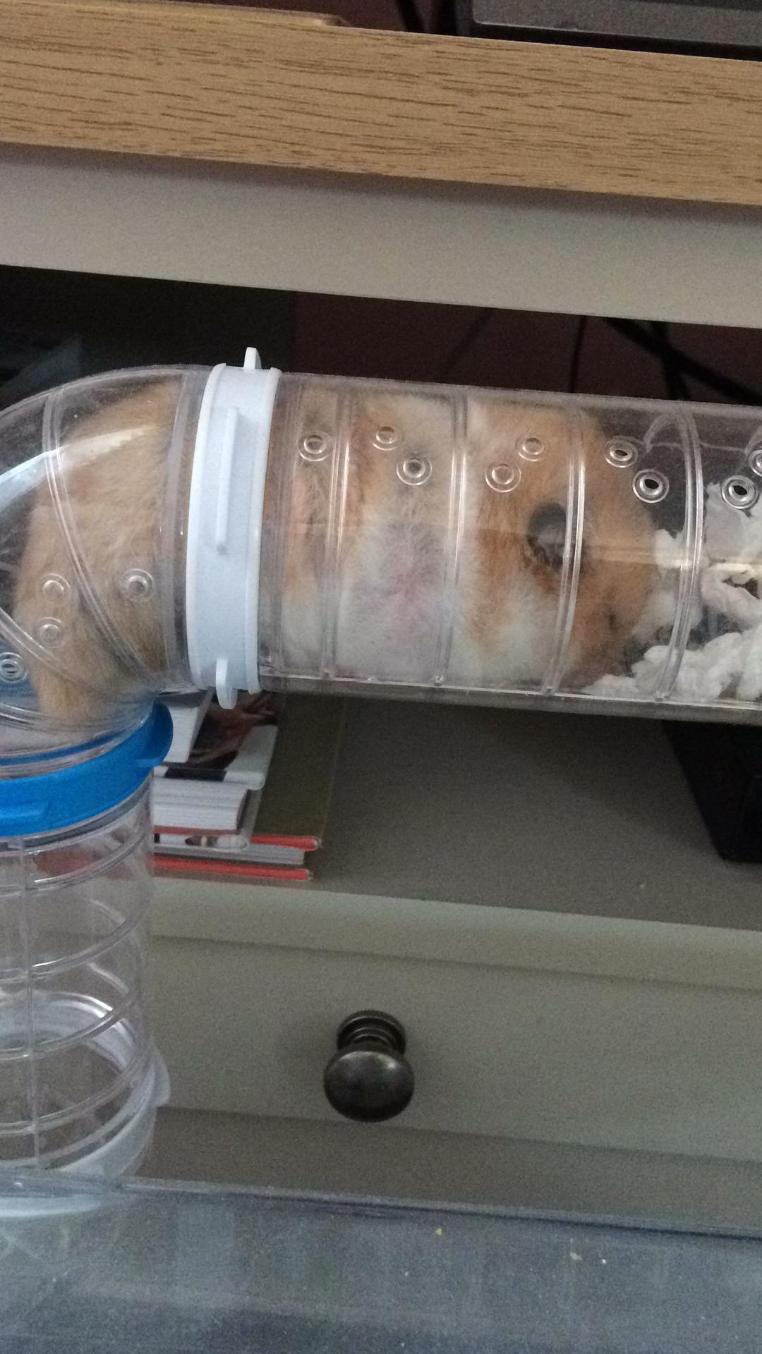 Bailey likes to keep her food in her tubes; she likes midday munchies