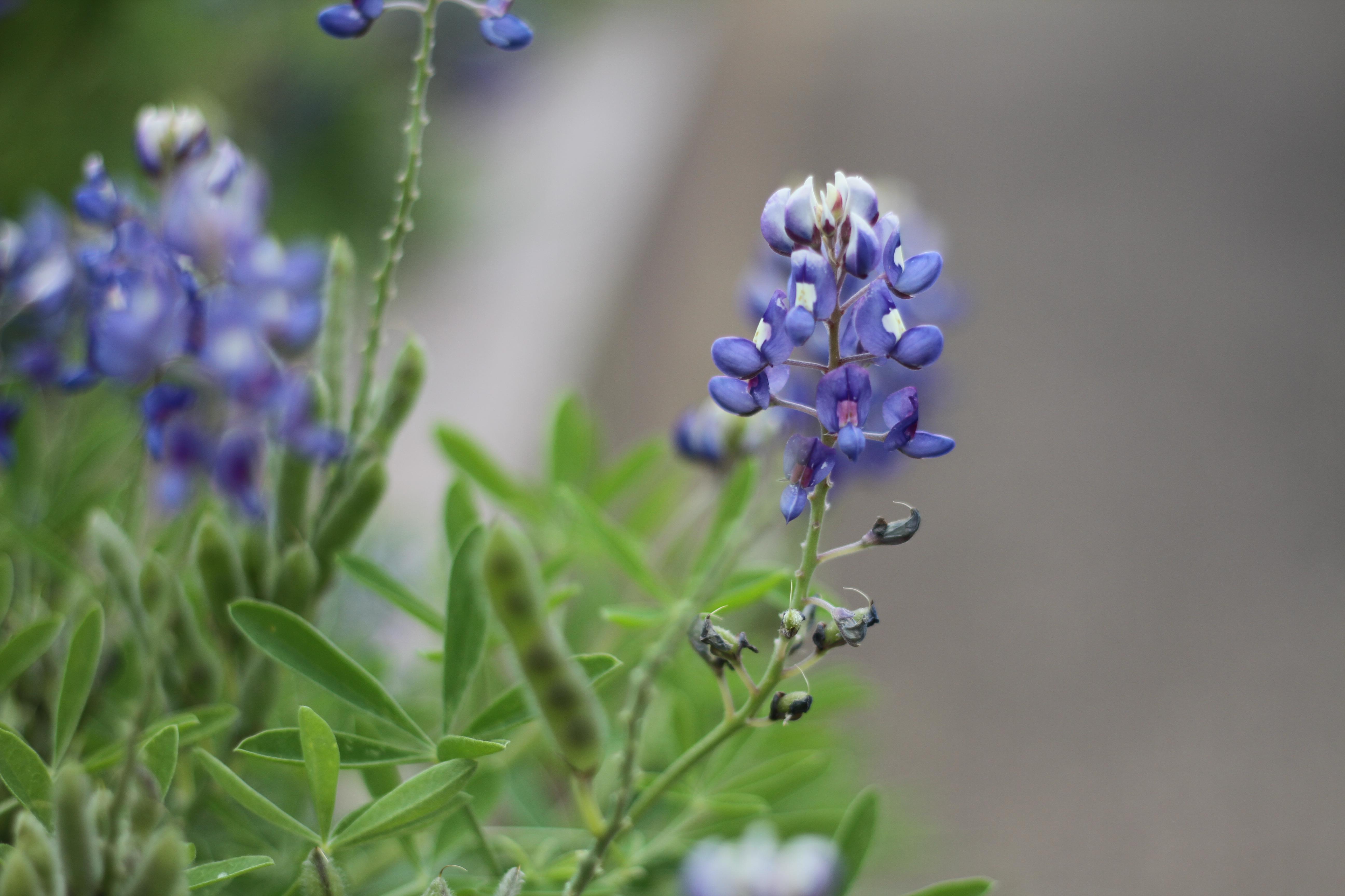 Out West a Bit r/houston