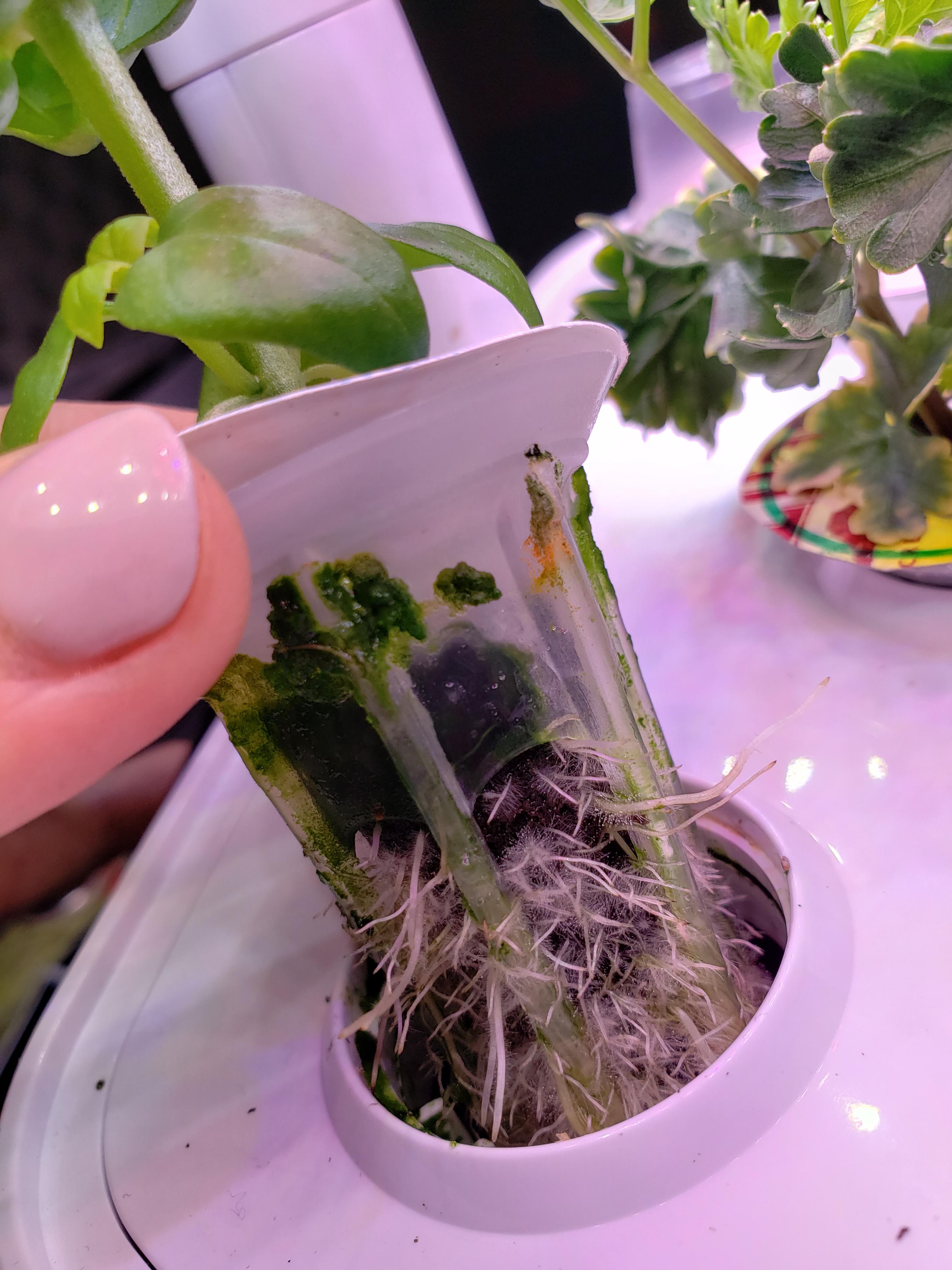 What the algae!!!!? aerogarden