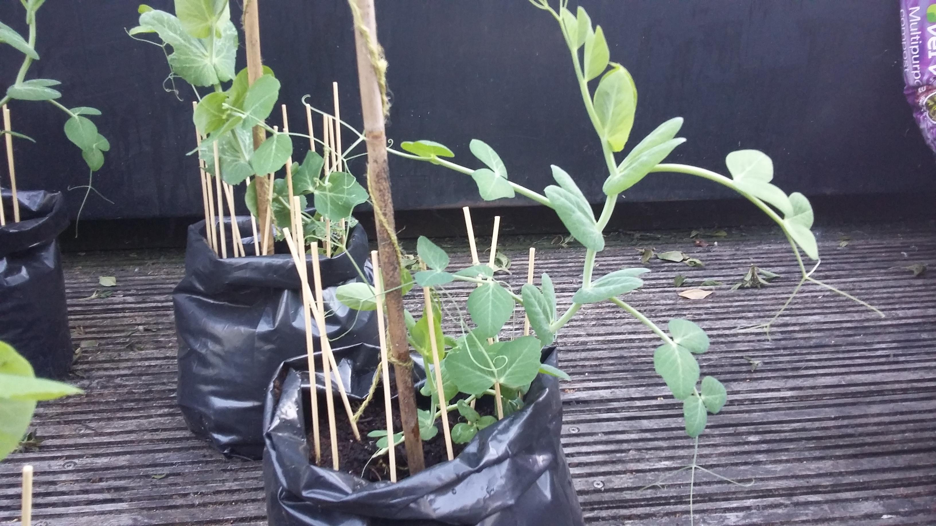 Why aren't my peas climbing? r/gardening