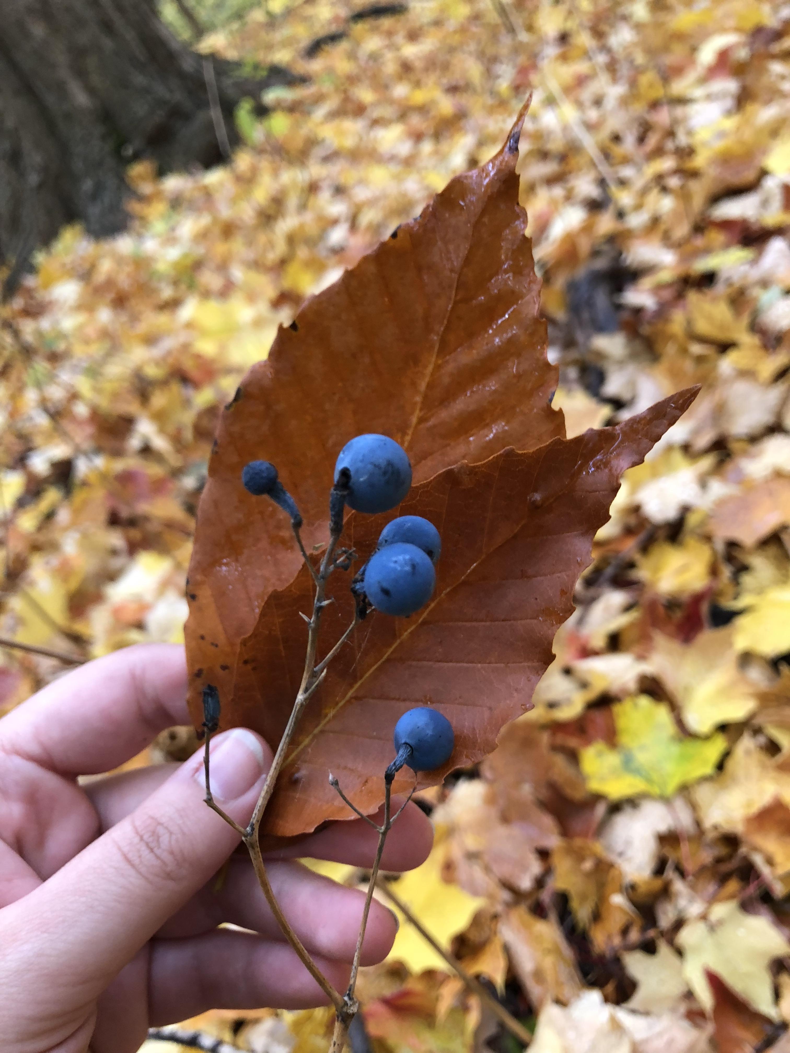 Berries that look like Blueberries, in Quebec r/whatsthisplant