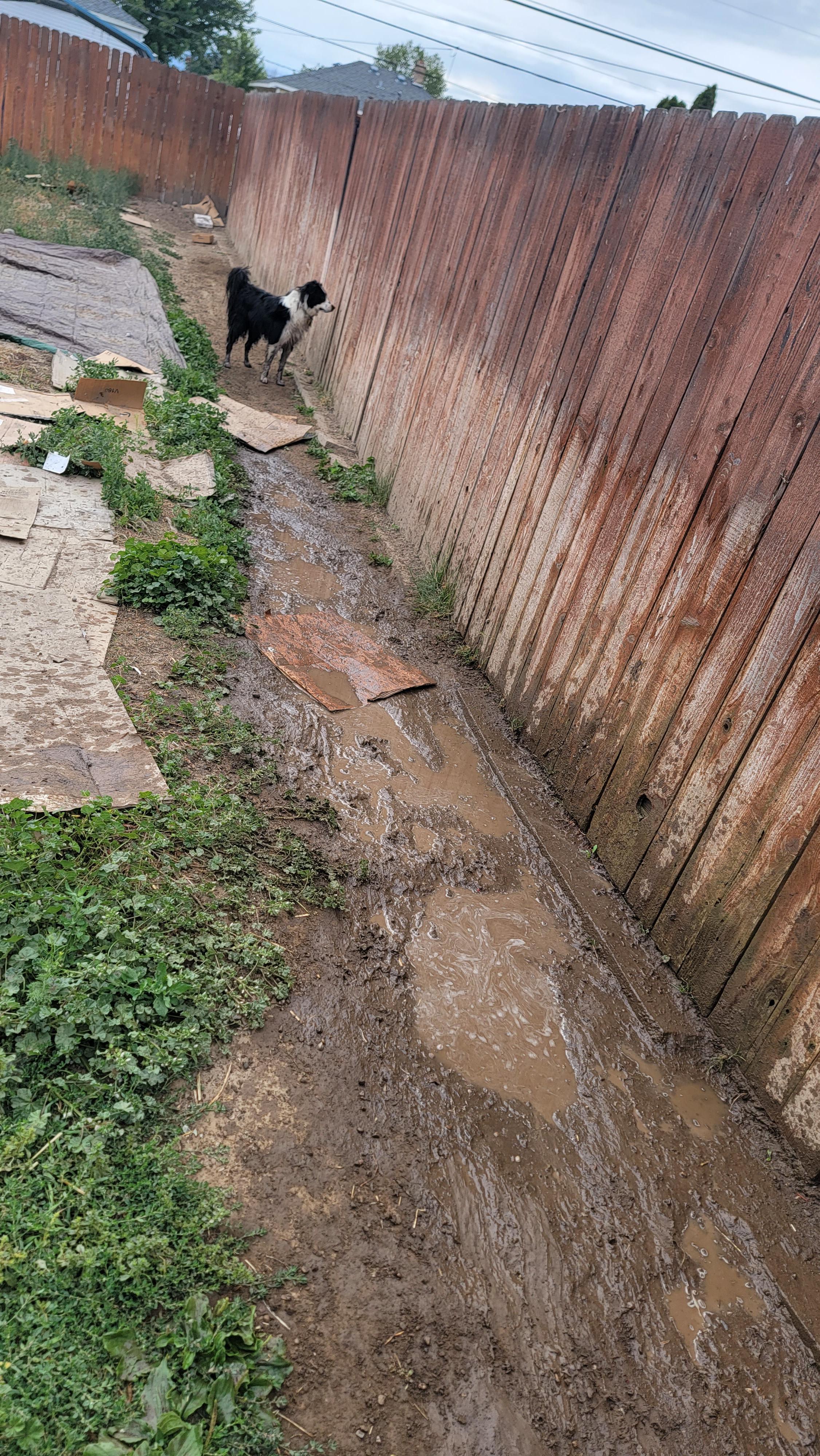 ground cover for dog running along fence r/Home