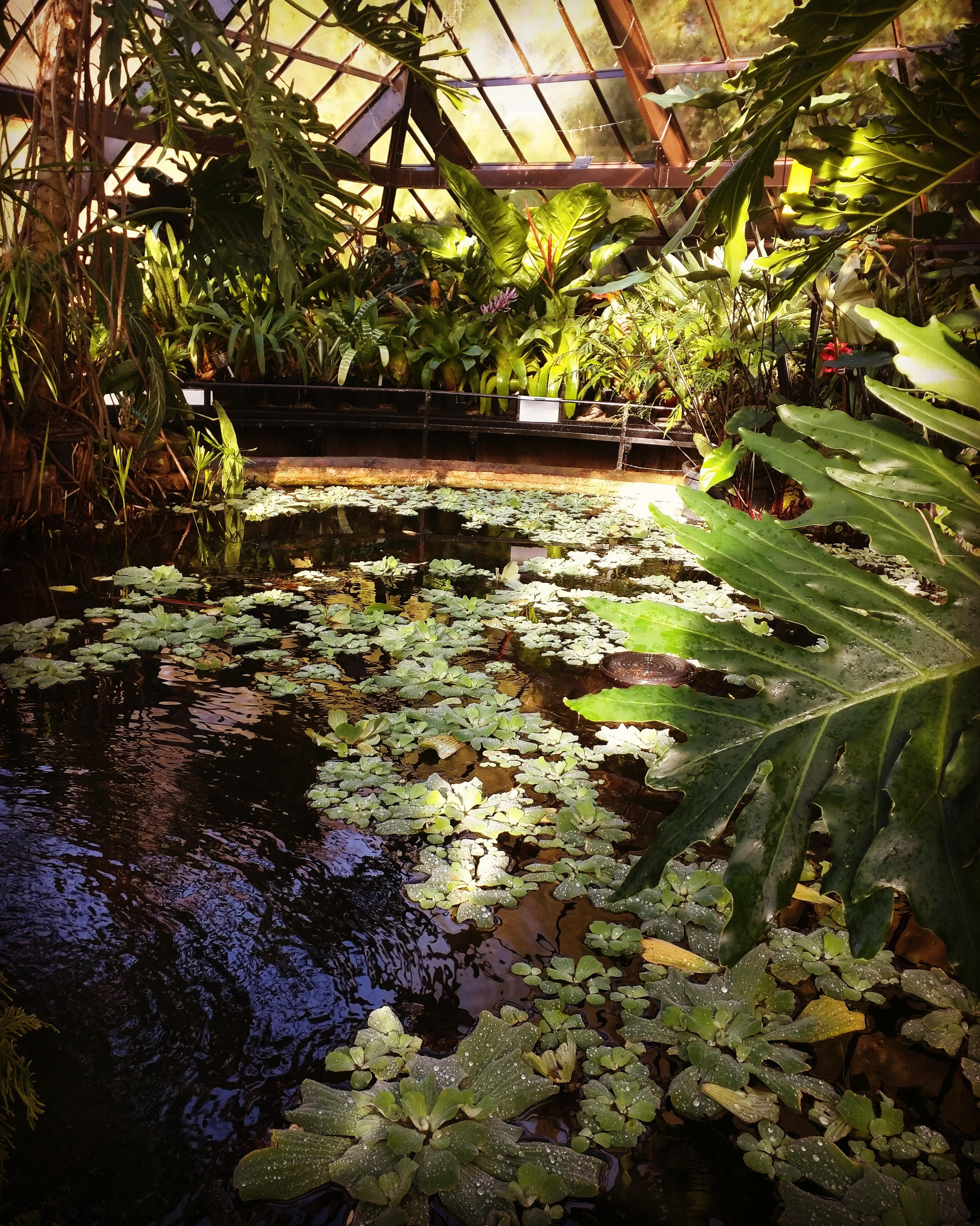 The House of Extravagant Water Plants, Glasgow Botanical Gardens r/plants