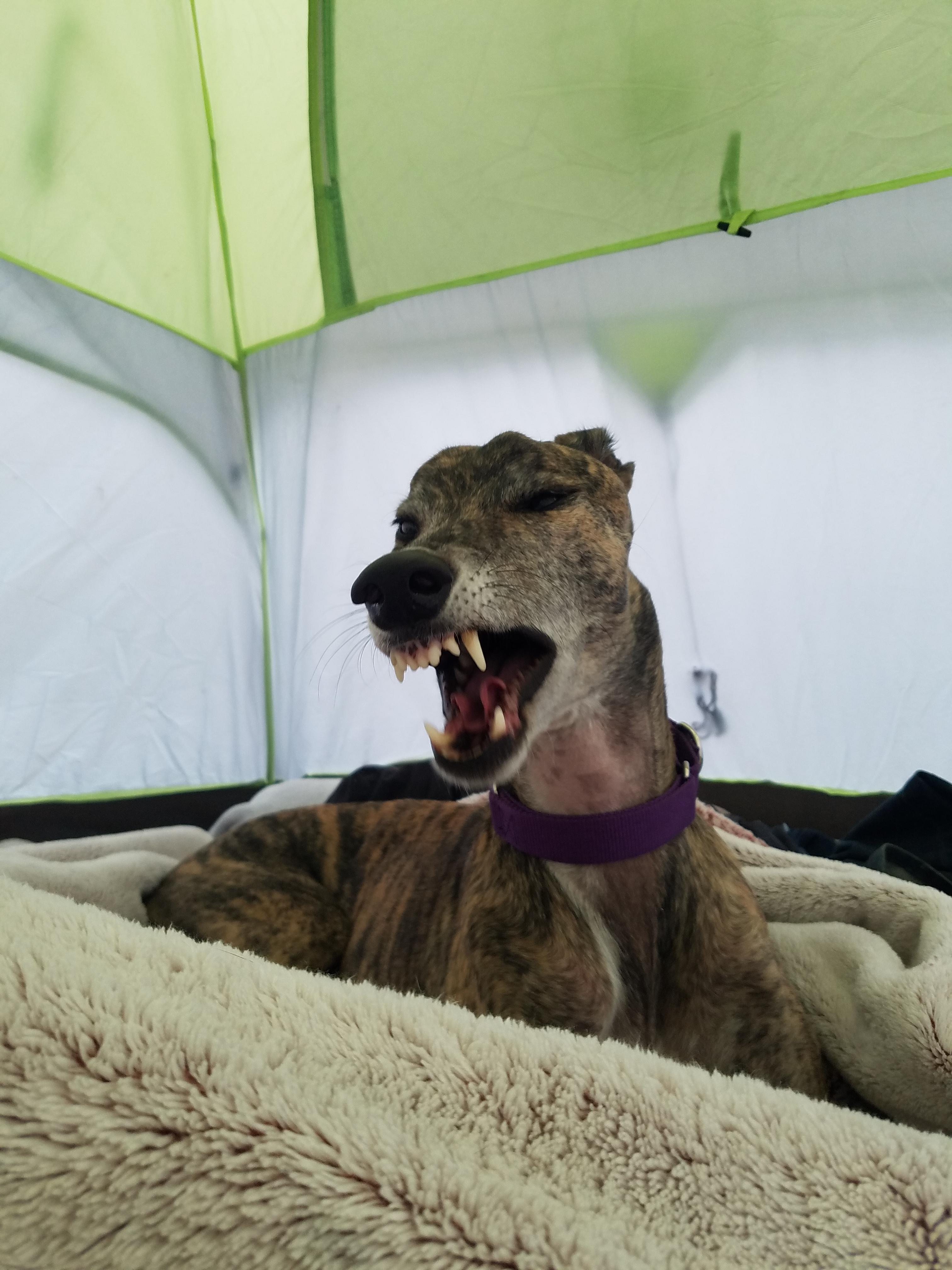 You brought me CAMPING? In a tent?! r/Greyhounds