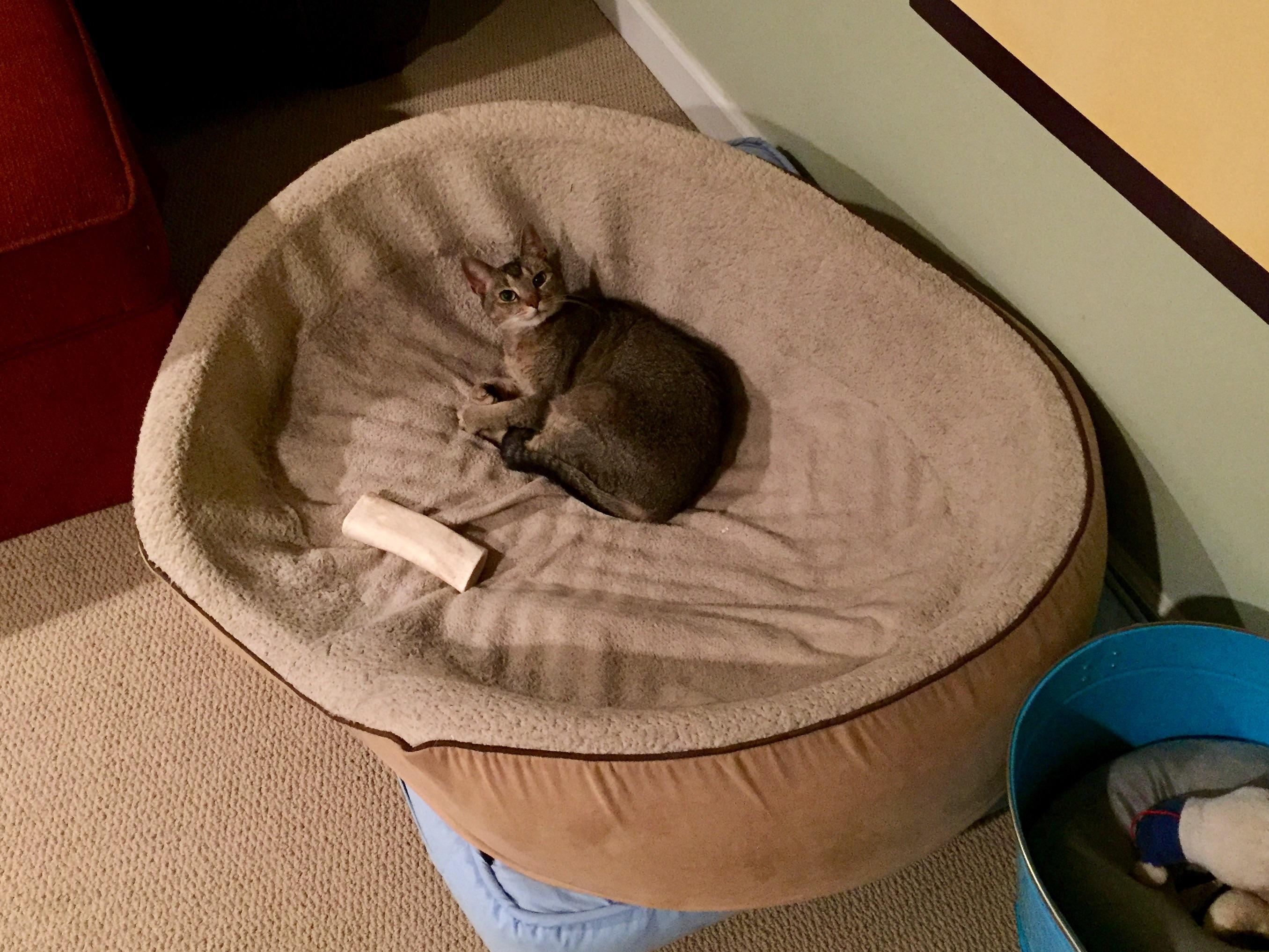 What do you mean this isn't my bed? r/stolendogbeds