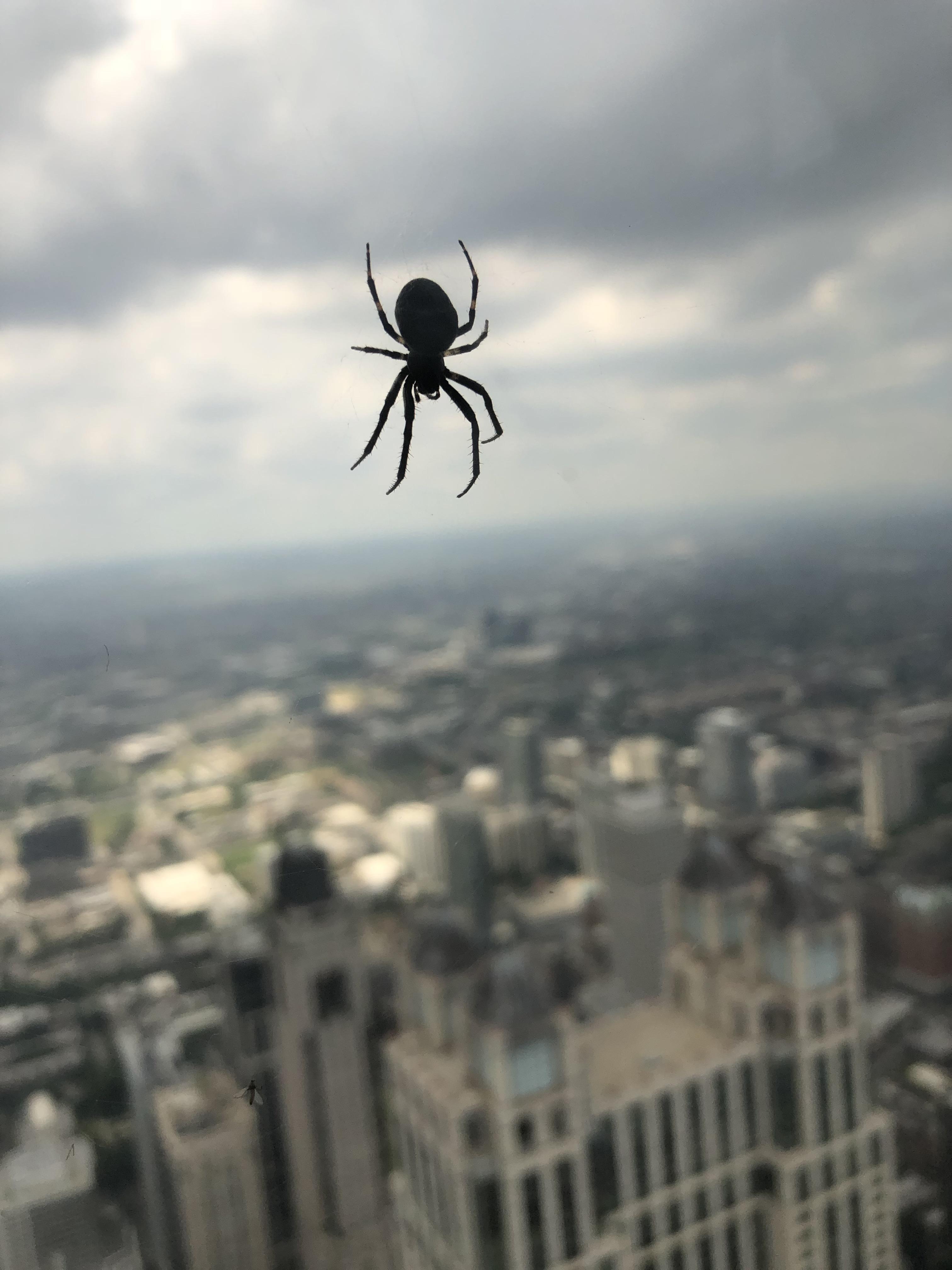 This spider in the window at the top of the John Hancock