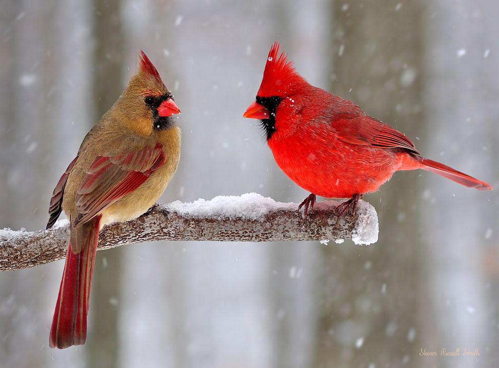 Only a few female North American songbirds sing, but the female Northern Cardinal does, and