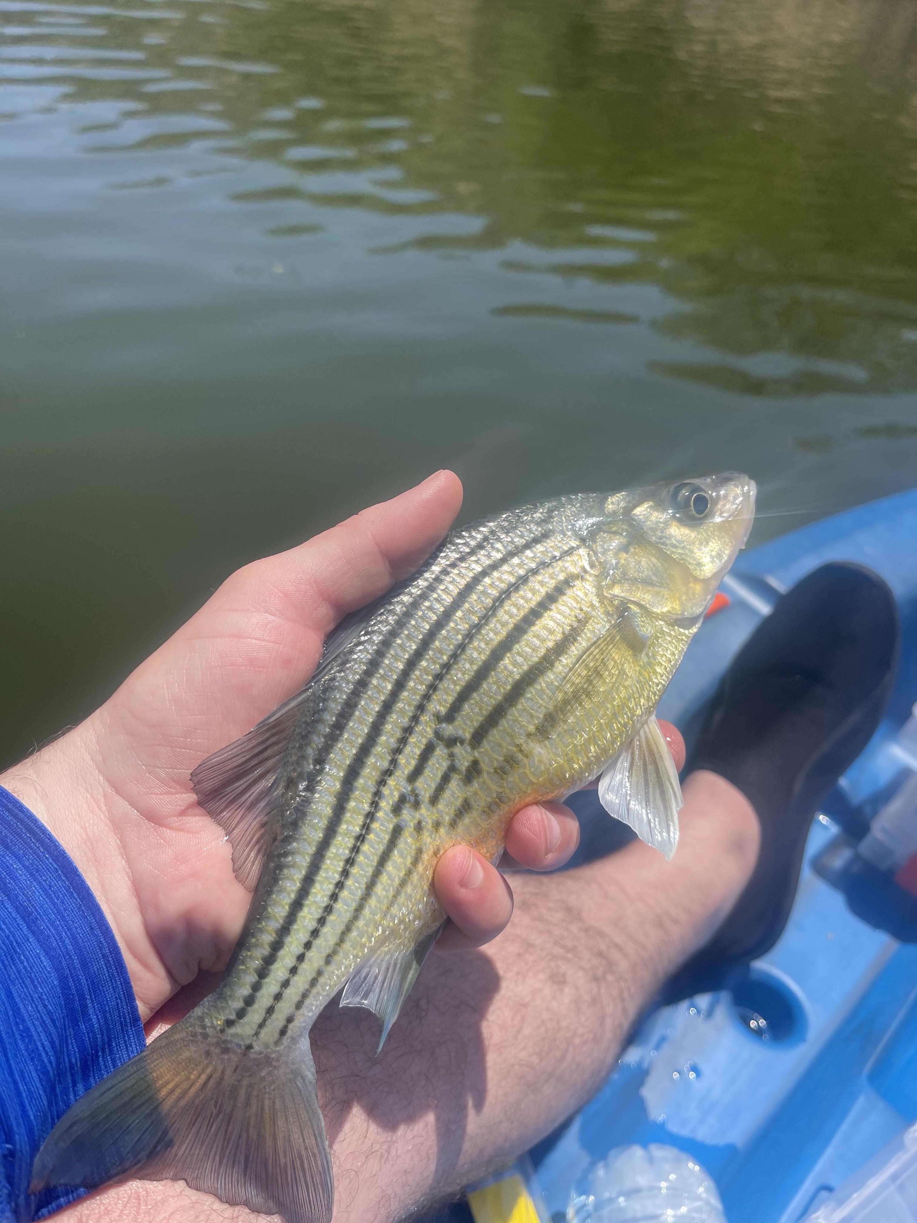 First fish on the new kayak! Not the biggest but these yellow bass sure