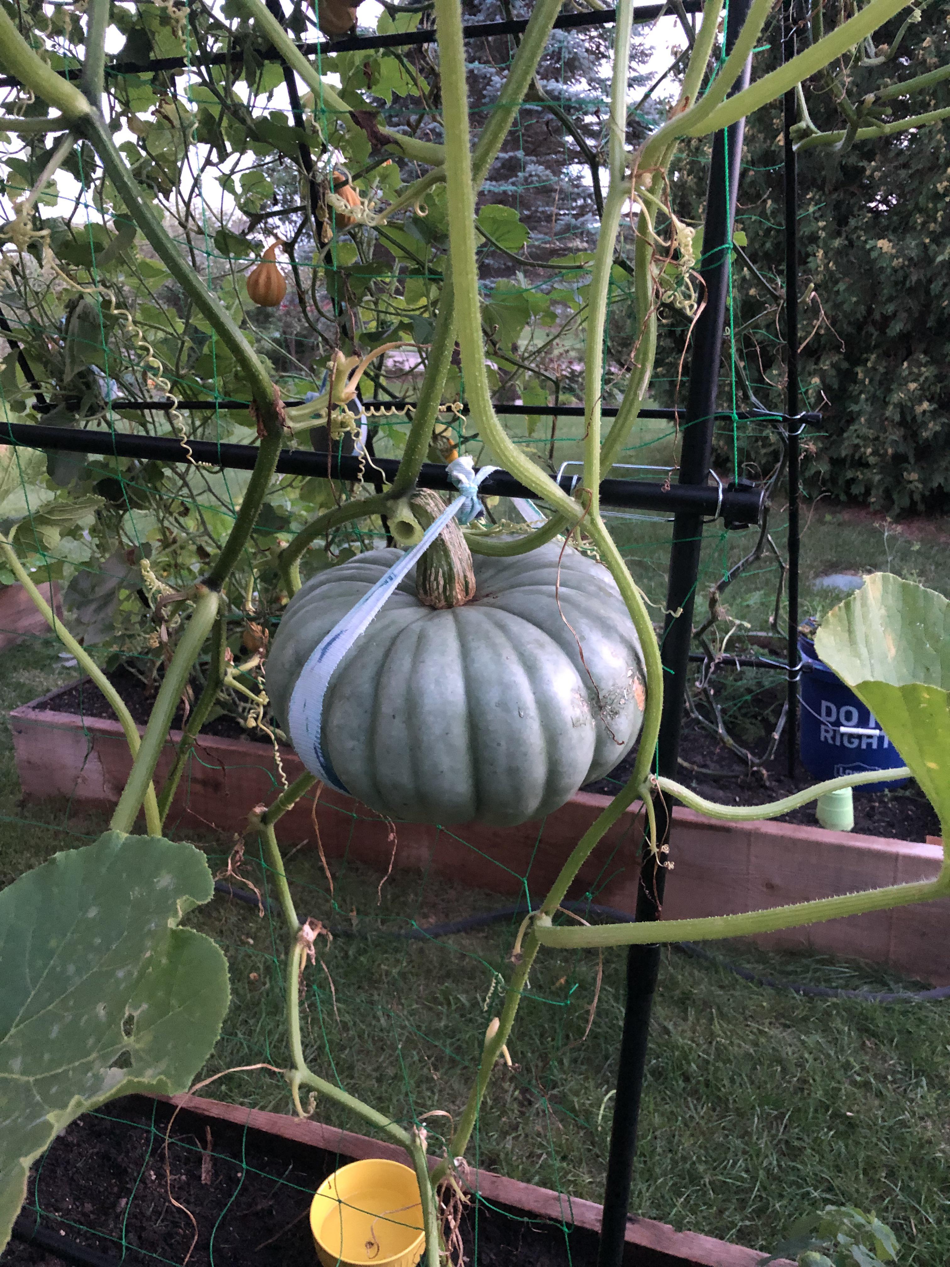 Jarrahdale pumpkin completely outdoing itself—keeps growing even though