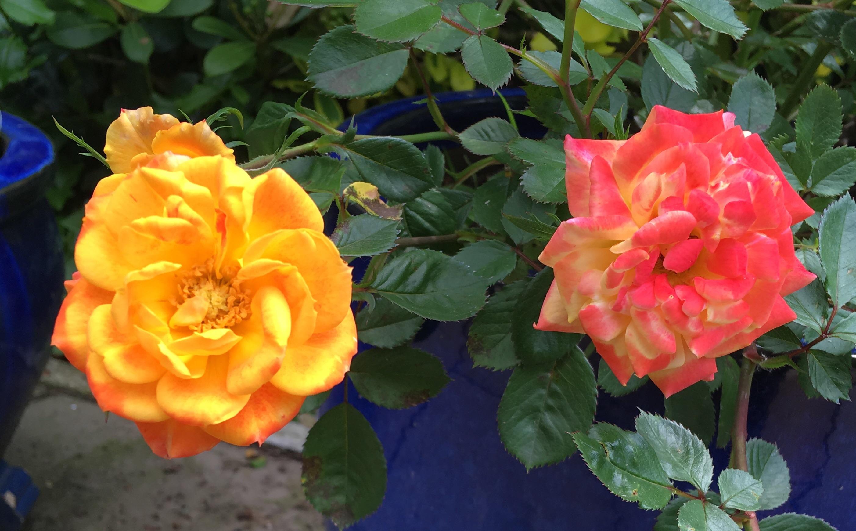 Our roses from the same bush have come out in 2 different colours! r