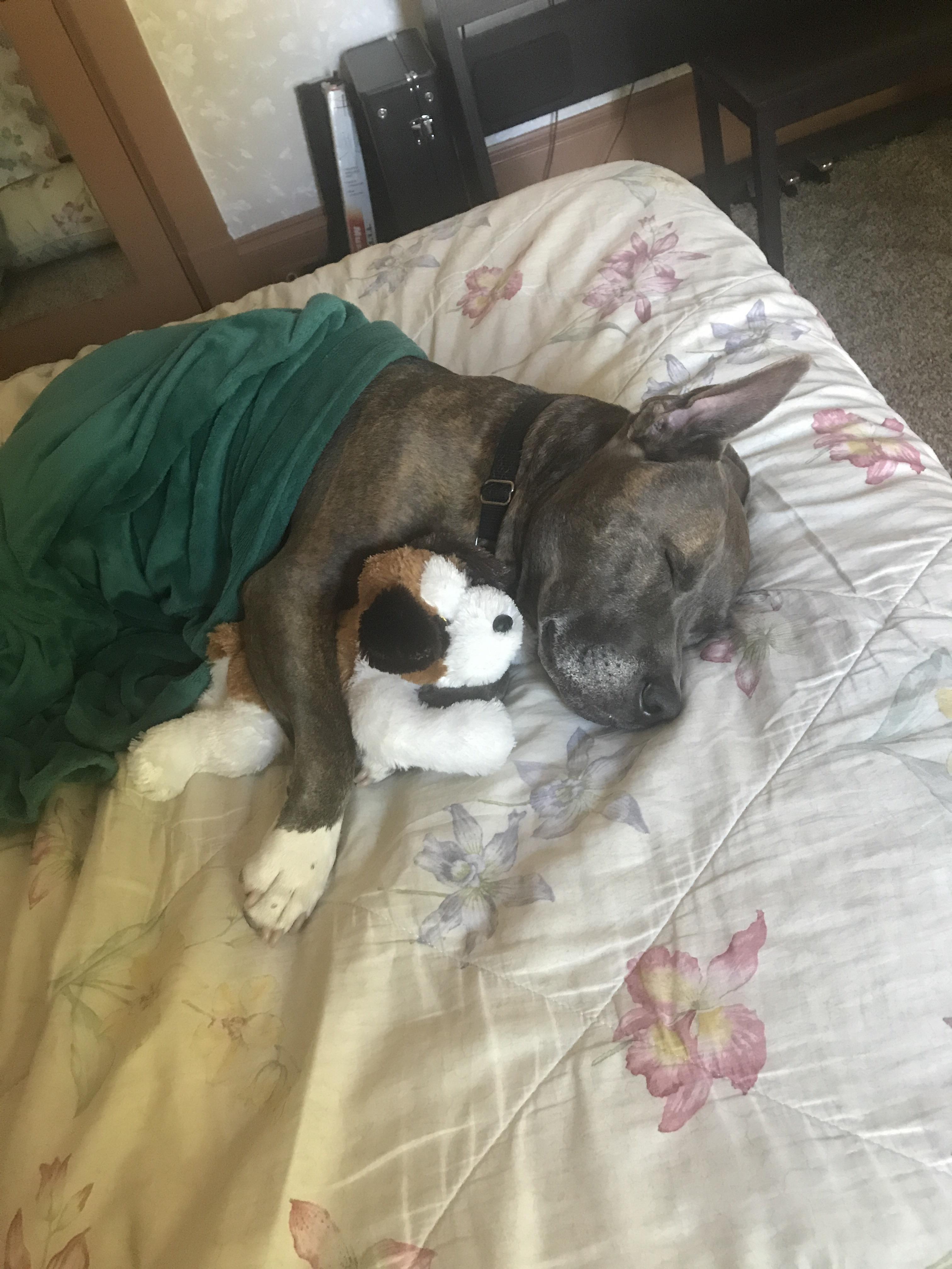 Having a nap 😴 pitbulls