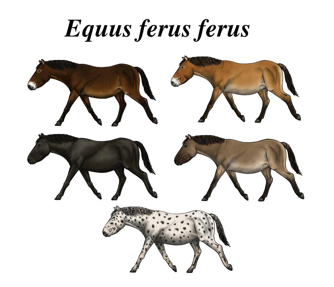 The five colours of the eurasian wild horse during the Holocene. The