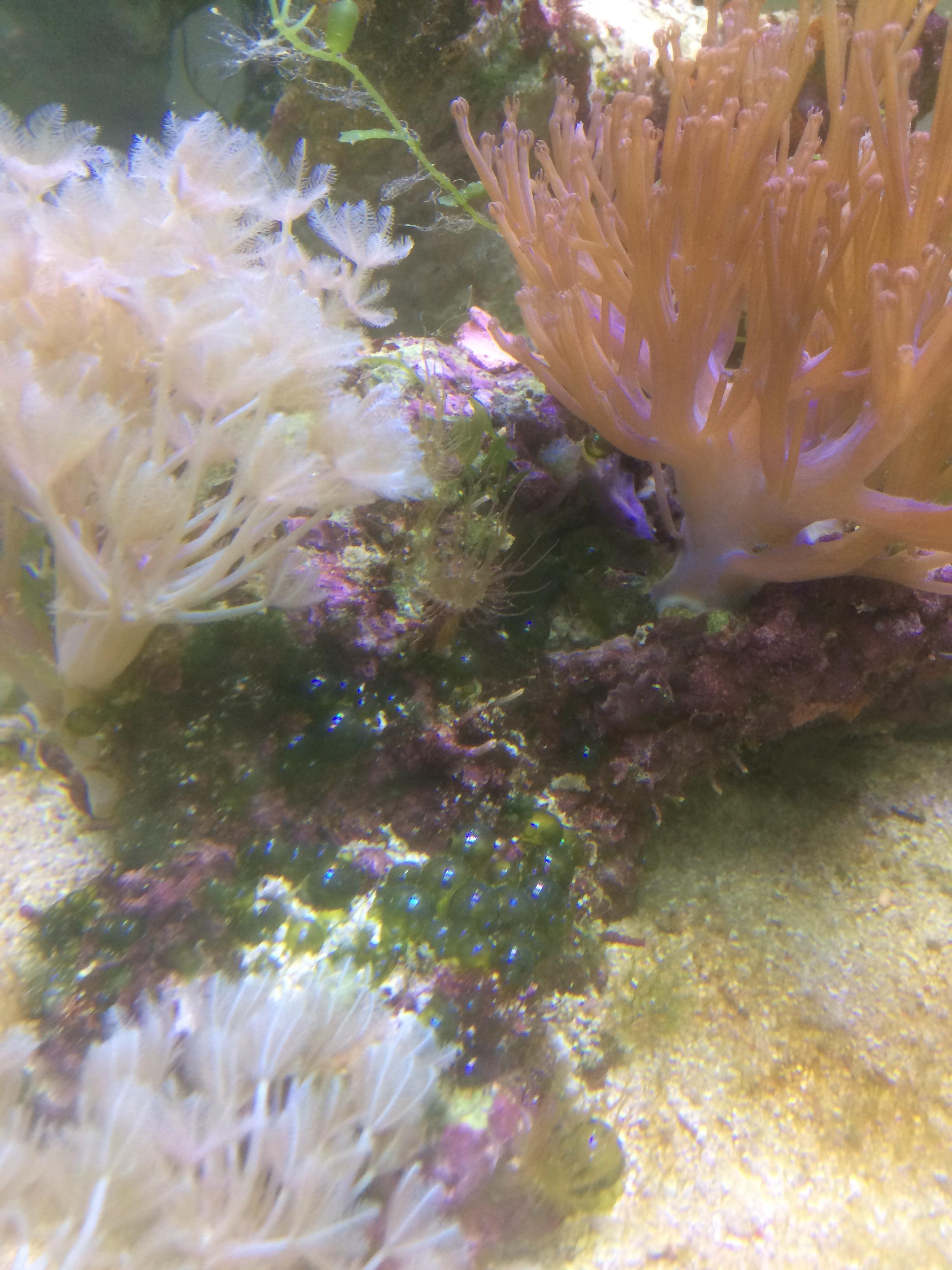 BUBBLE ALGAE EVERYWHERE, I have had a marine aquarium for about six