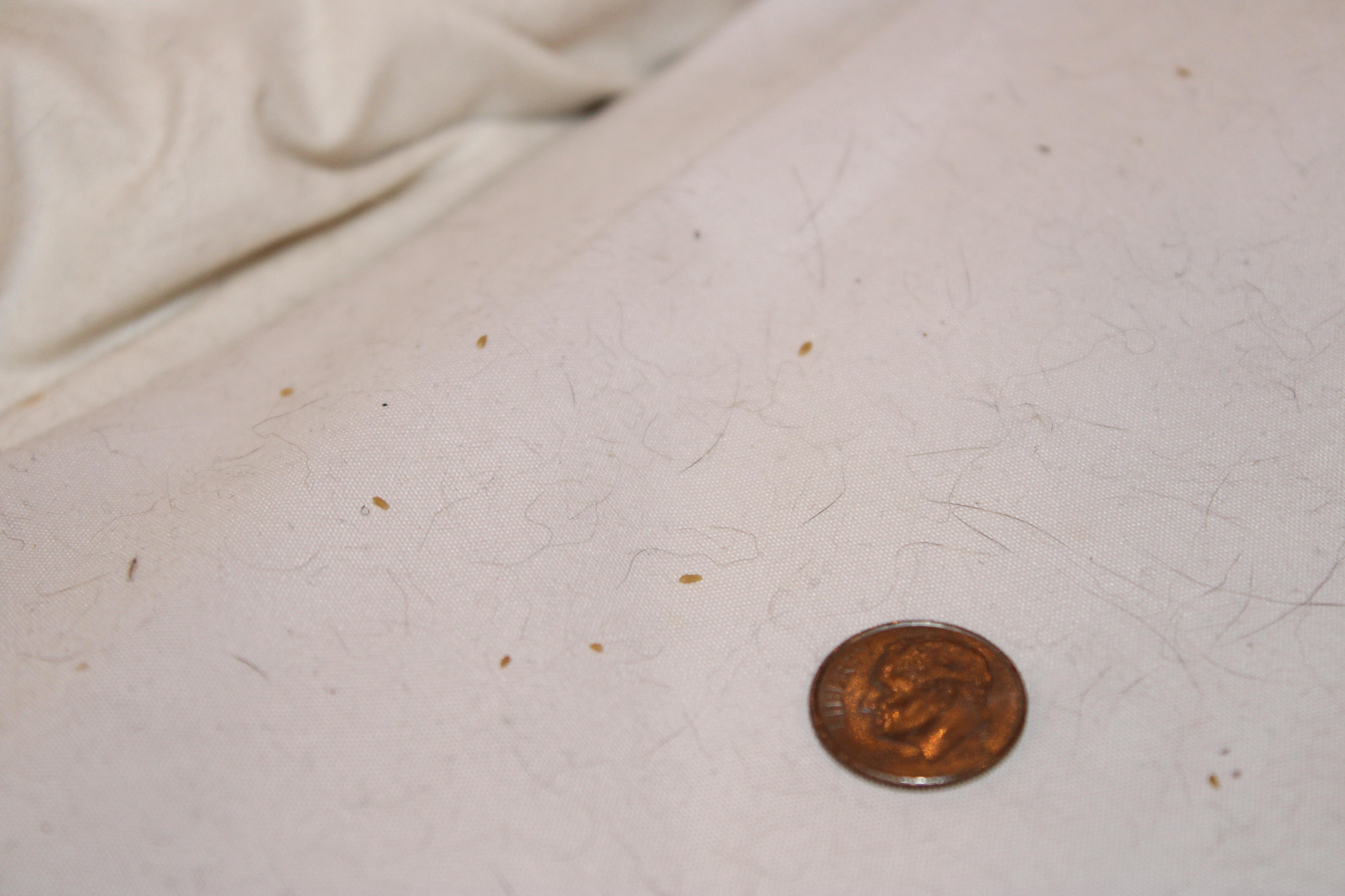 What are these tiny, lightbrown riceshaped specks found on my bed