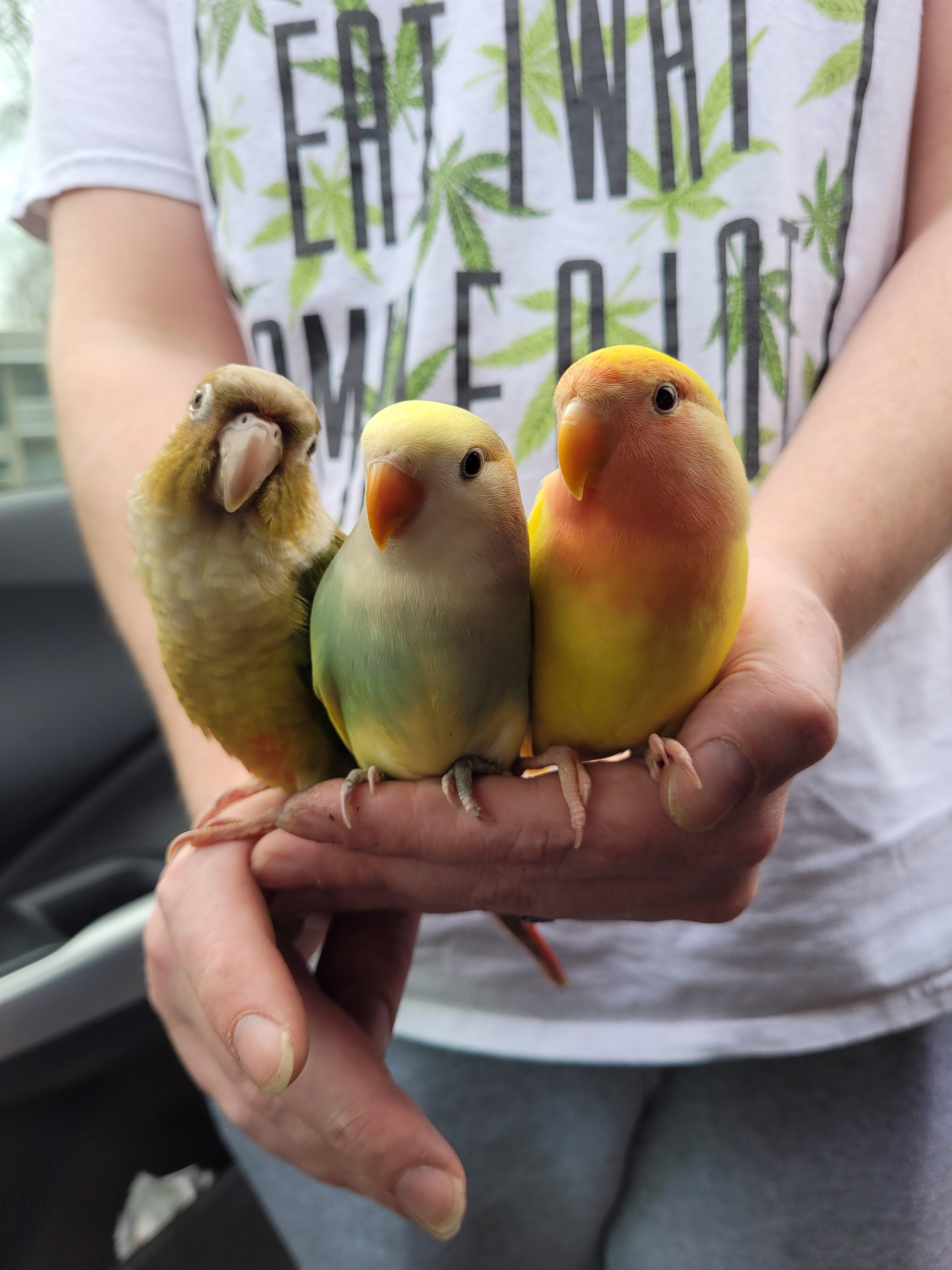 My lovebird shakes when people go near her Lovebirds