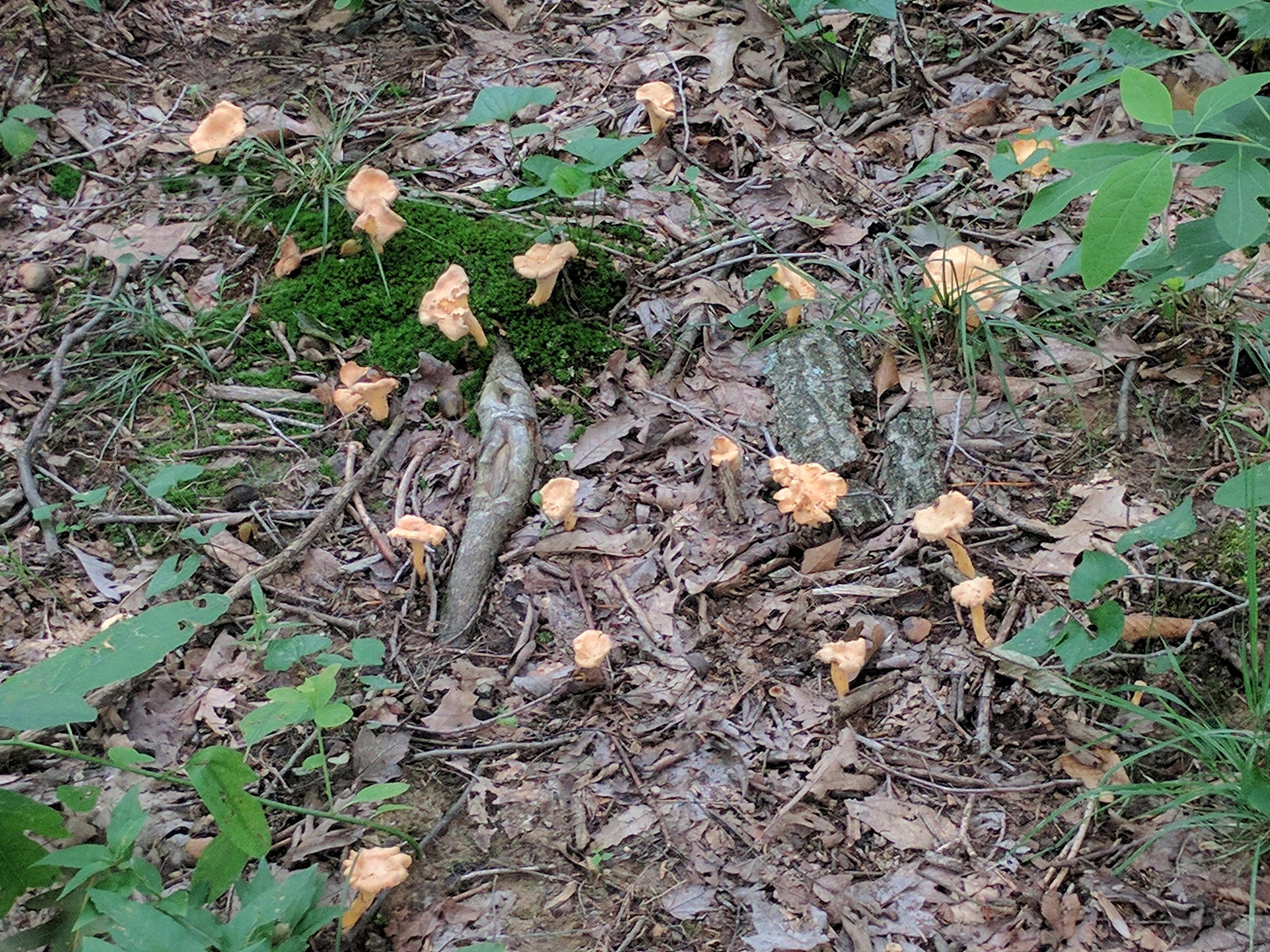 Chanterelle mushrooms popping here in Indiana. A great survival food