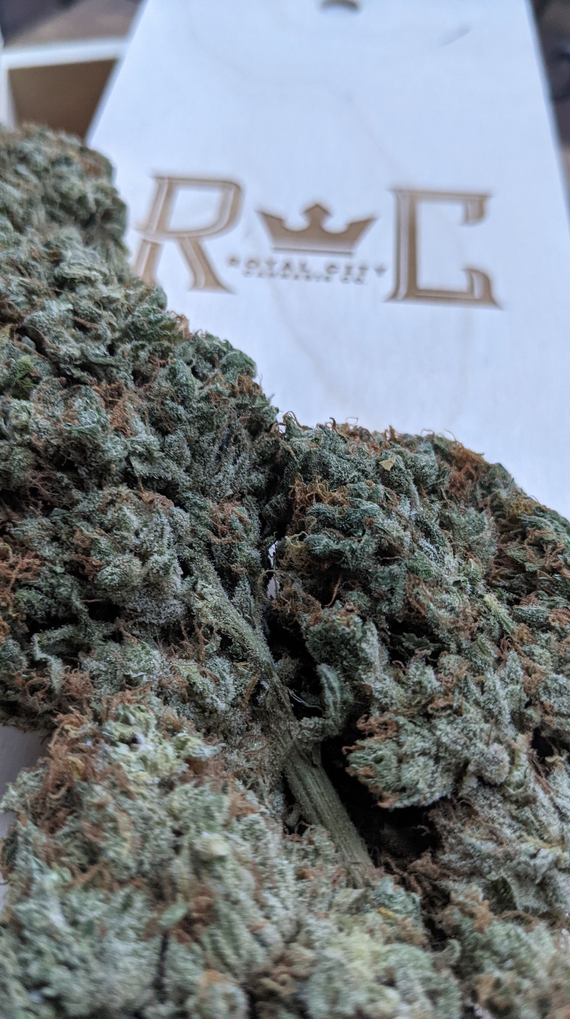 Dubon Alien Dawg RecPics