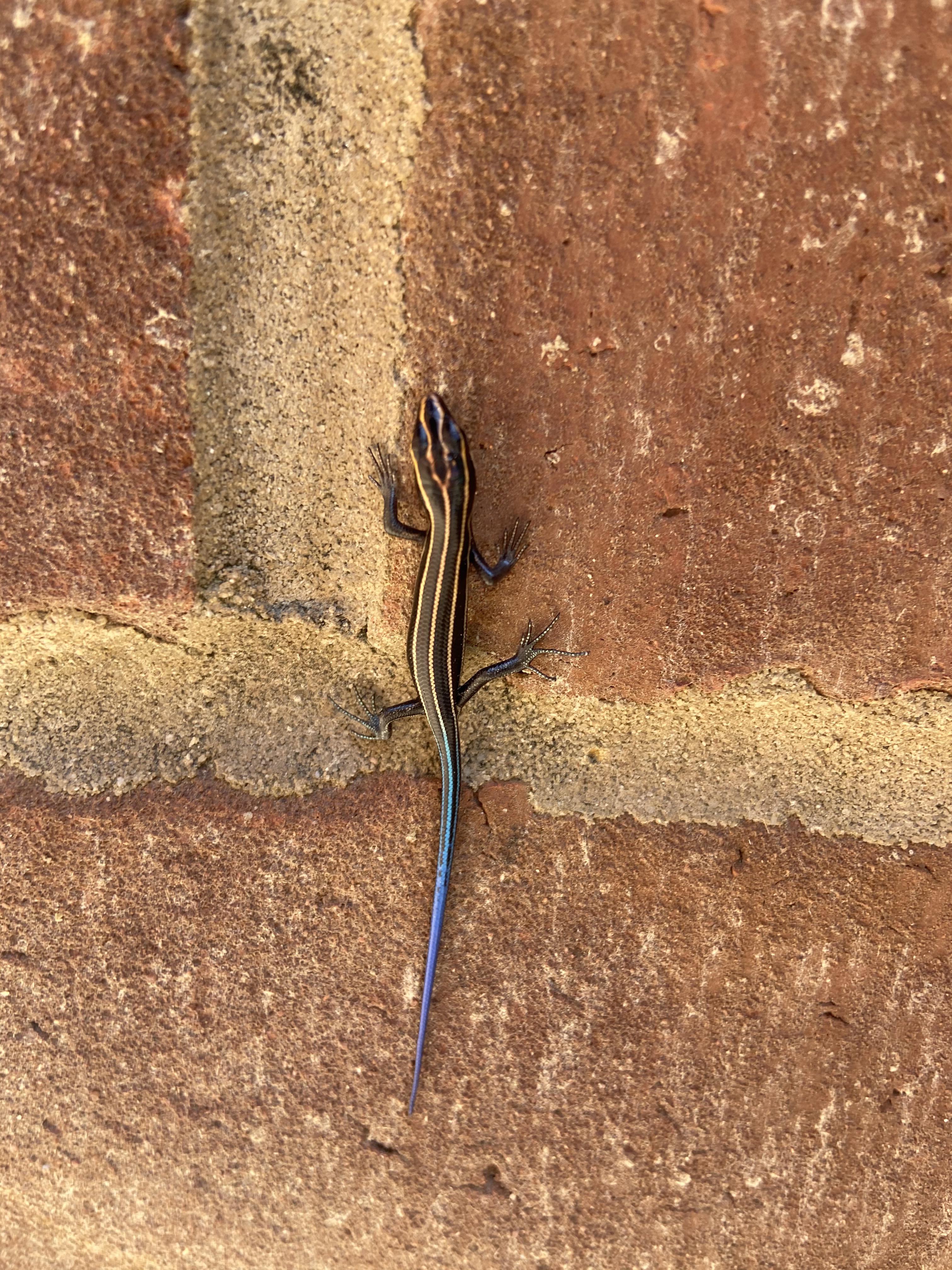 Can you help me name this lizard? Found in west TN, USA. r/whatsthisbug