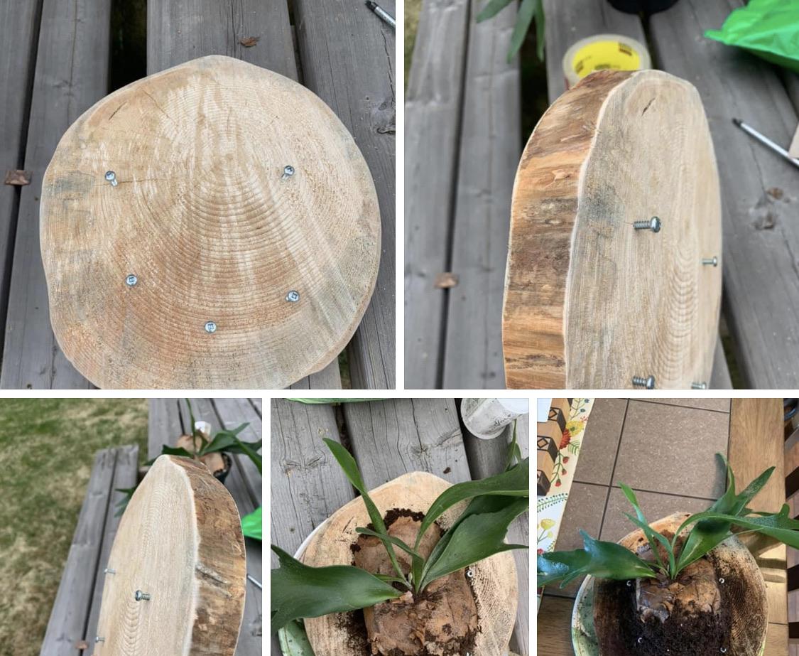 So I understand the difference between sphagnum moss and sphagnum peat