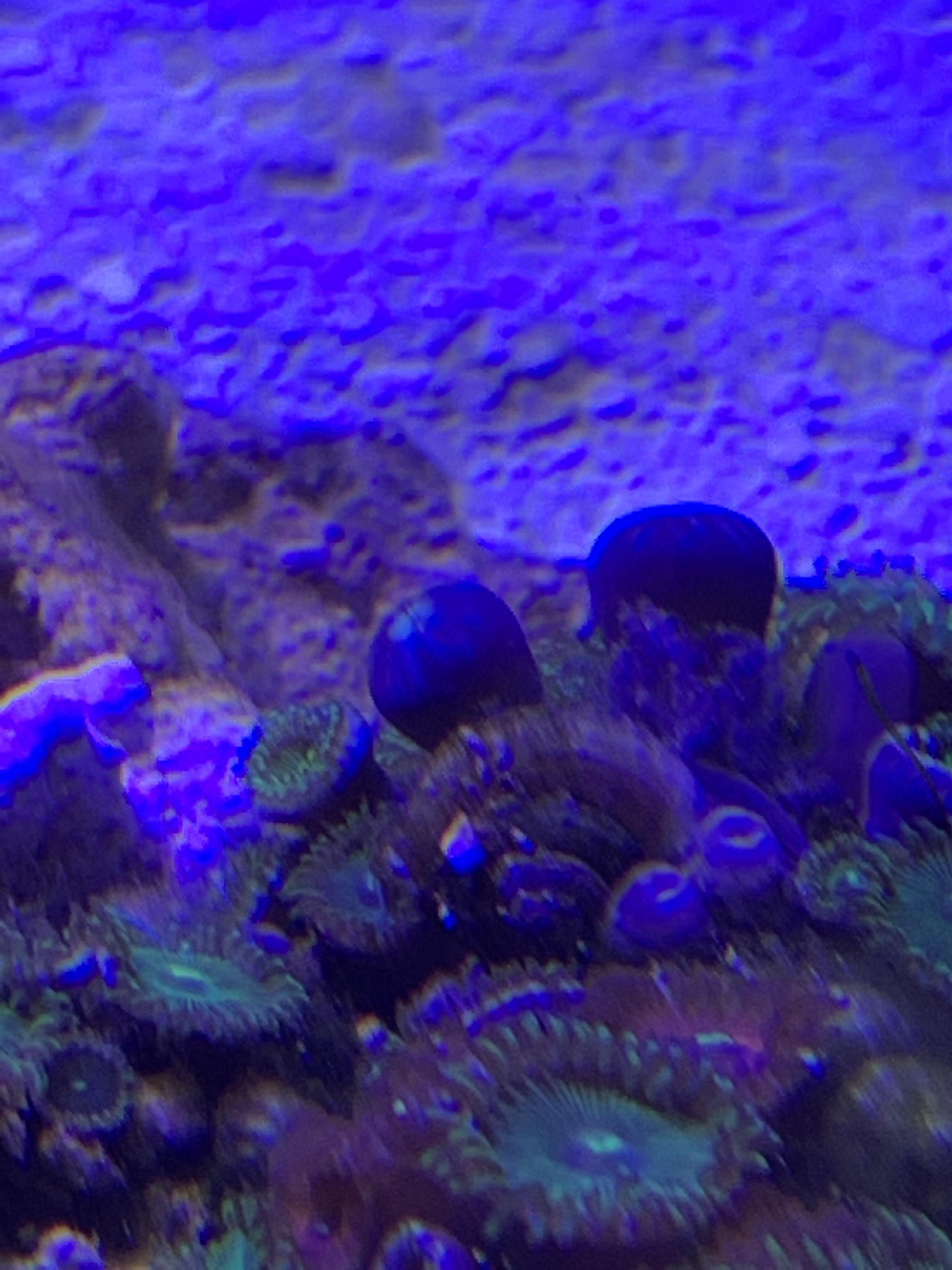 Is this snail eating my zoas? r/ReefTank