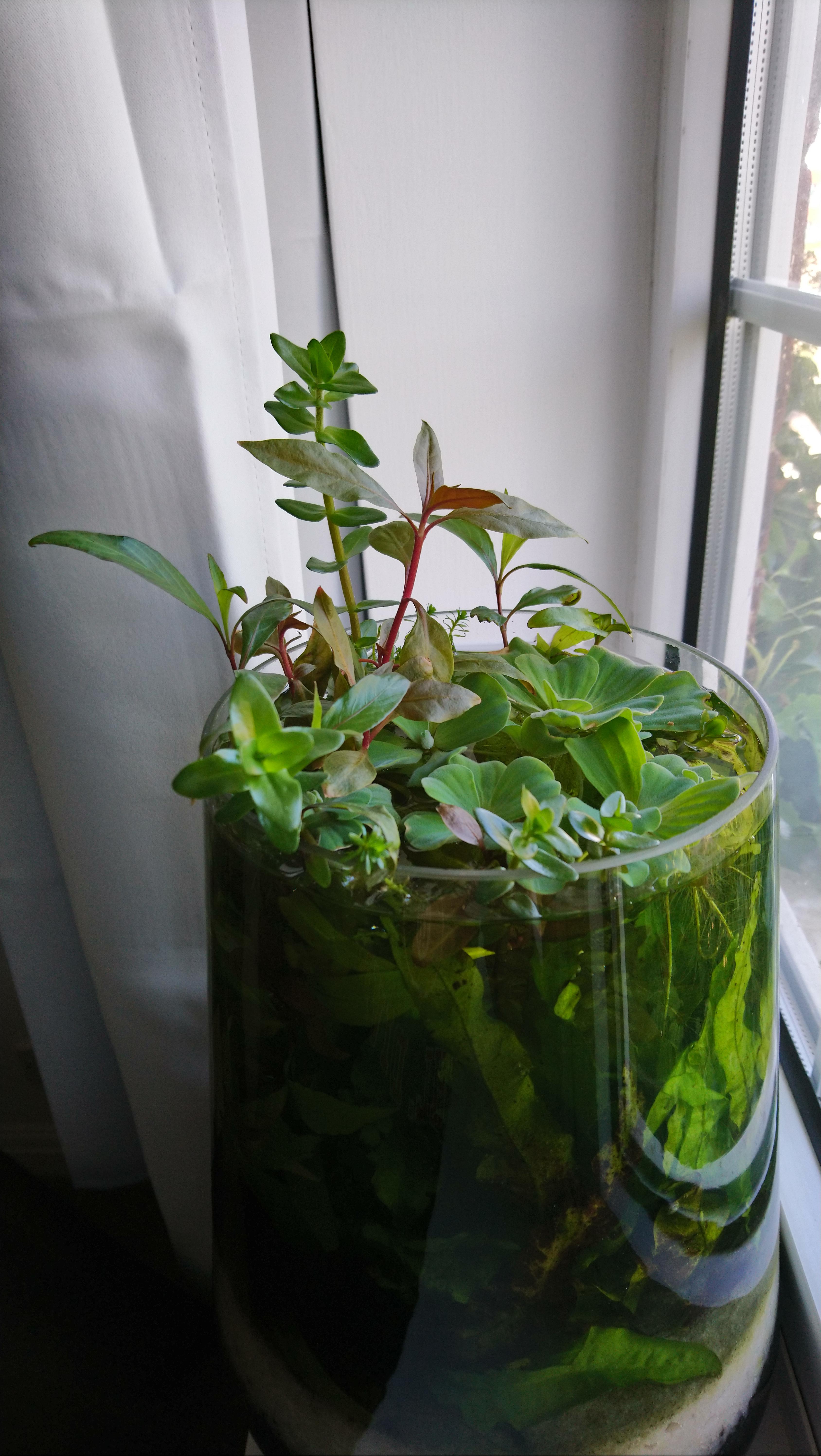 Left my Walstad vase untouched on the windowsill for two weeks with 2