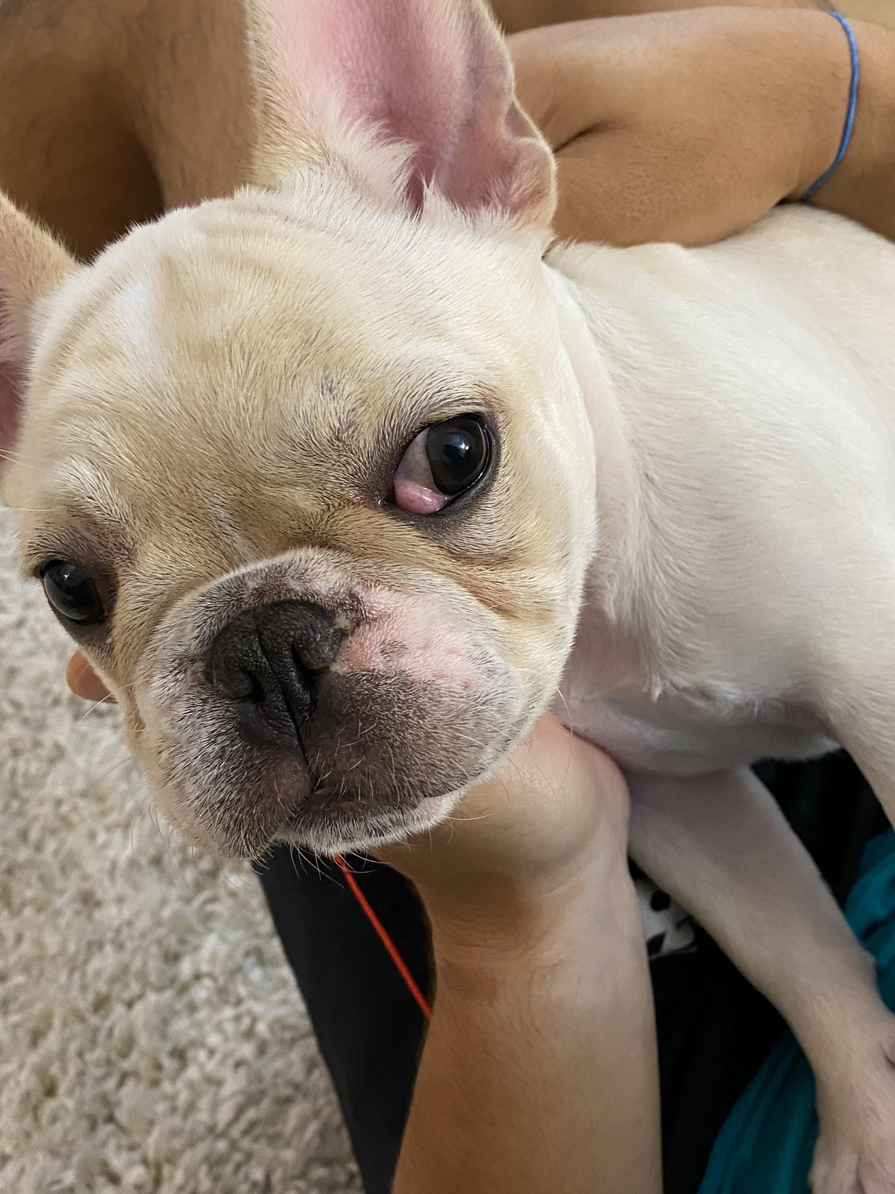 Are French Bulldogs Prone To Cherry Eye