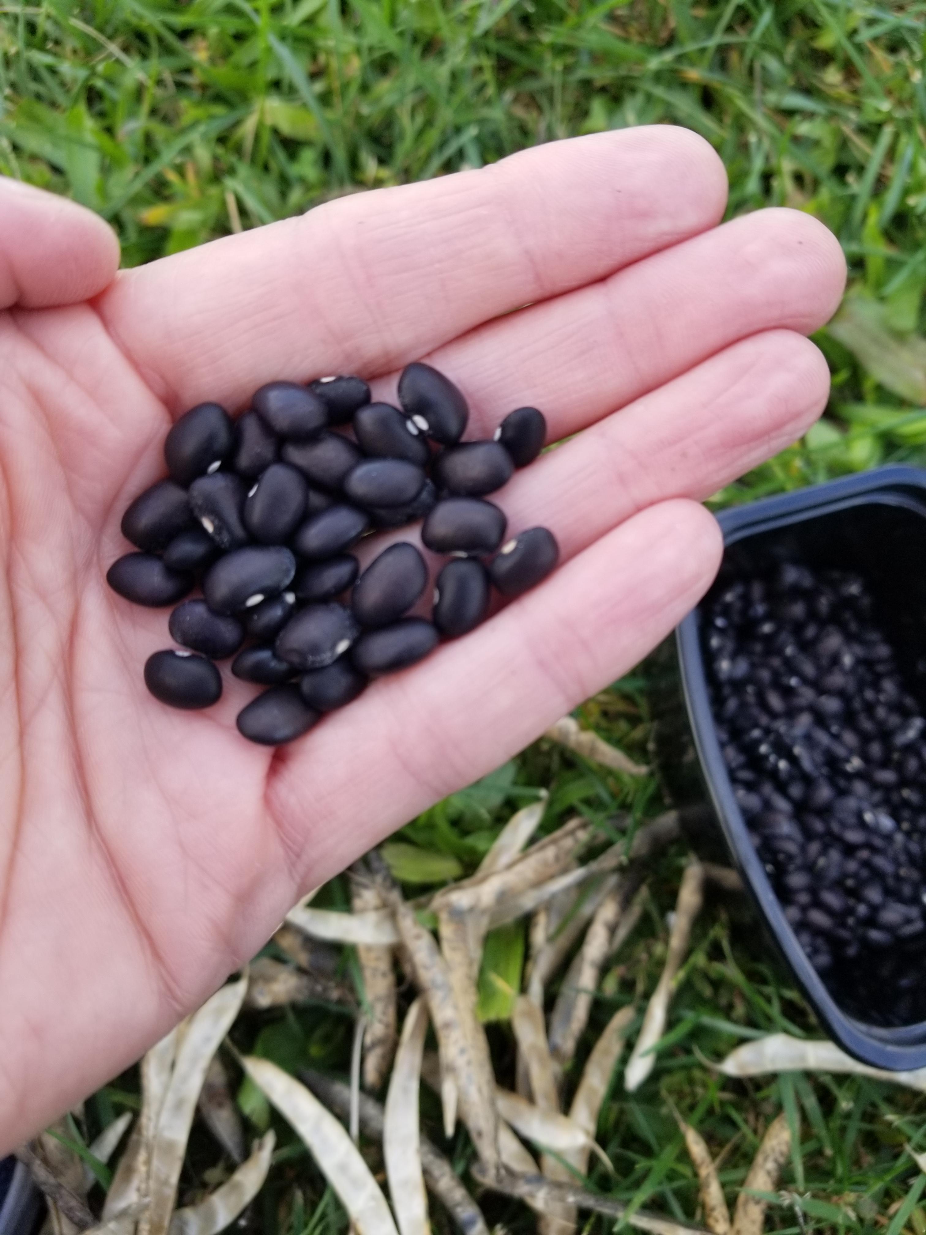 Black beans I grew as an experiment this summer I'd say success! r