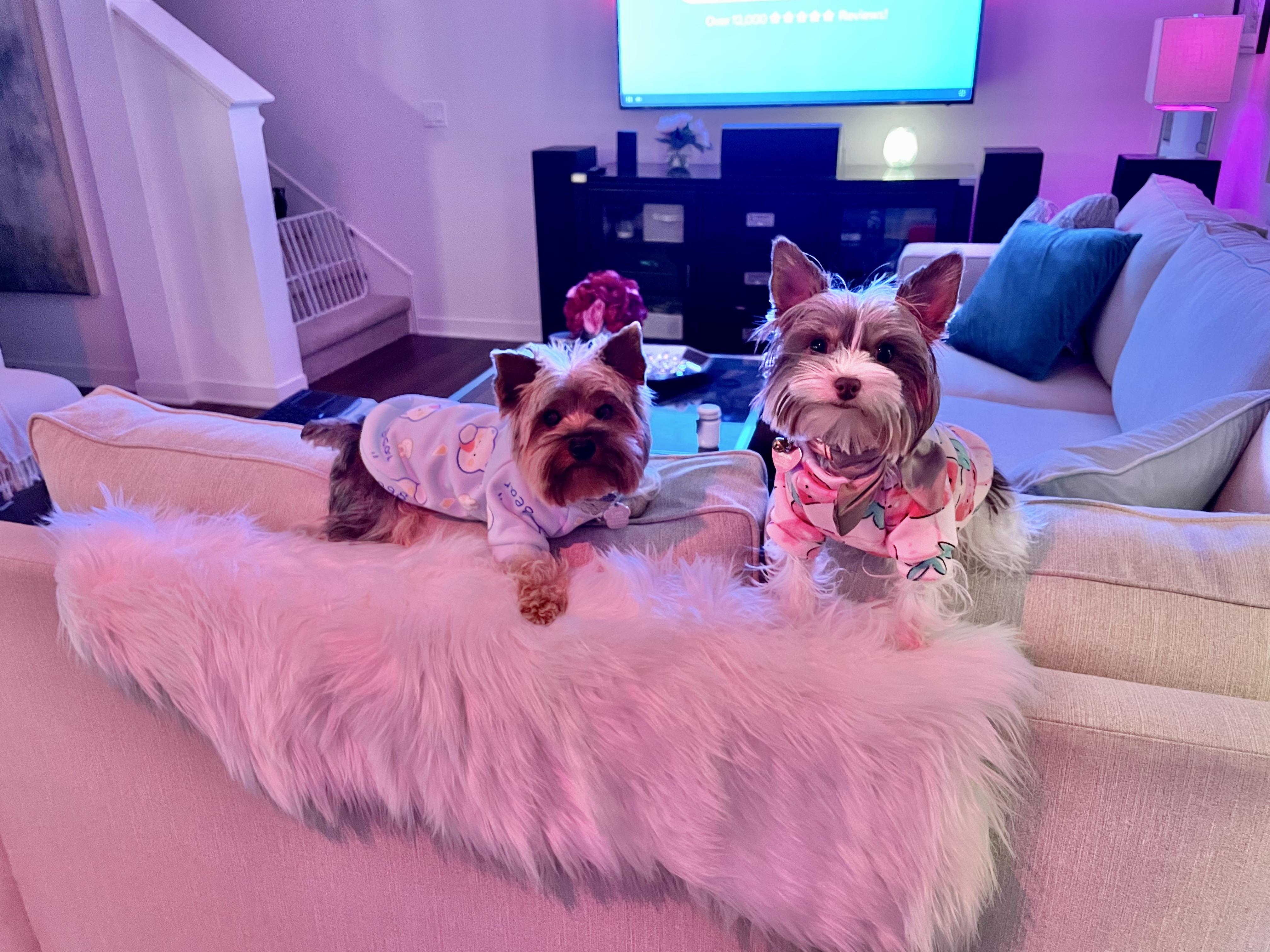 Happy New Yorkie! r/Yorkies