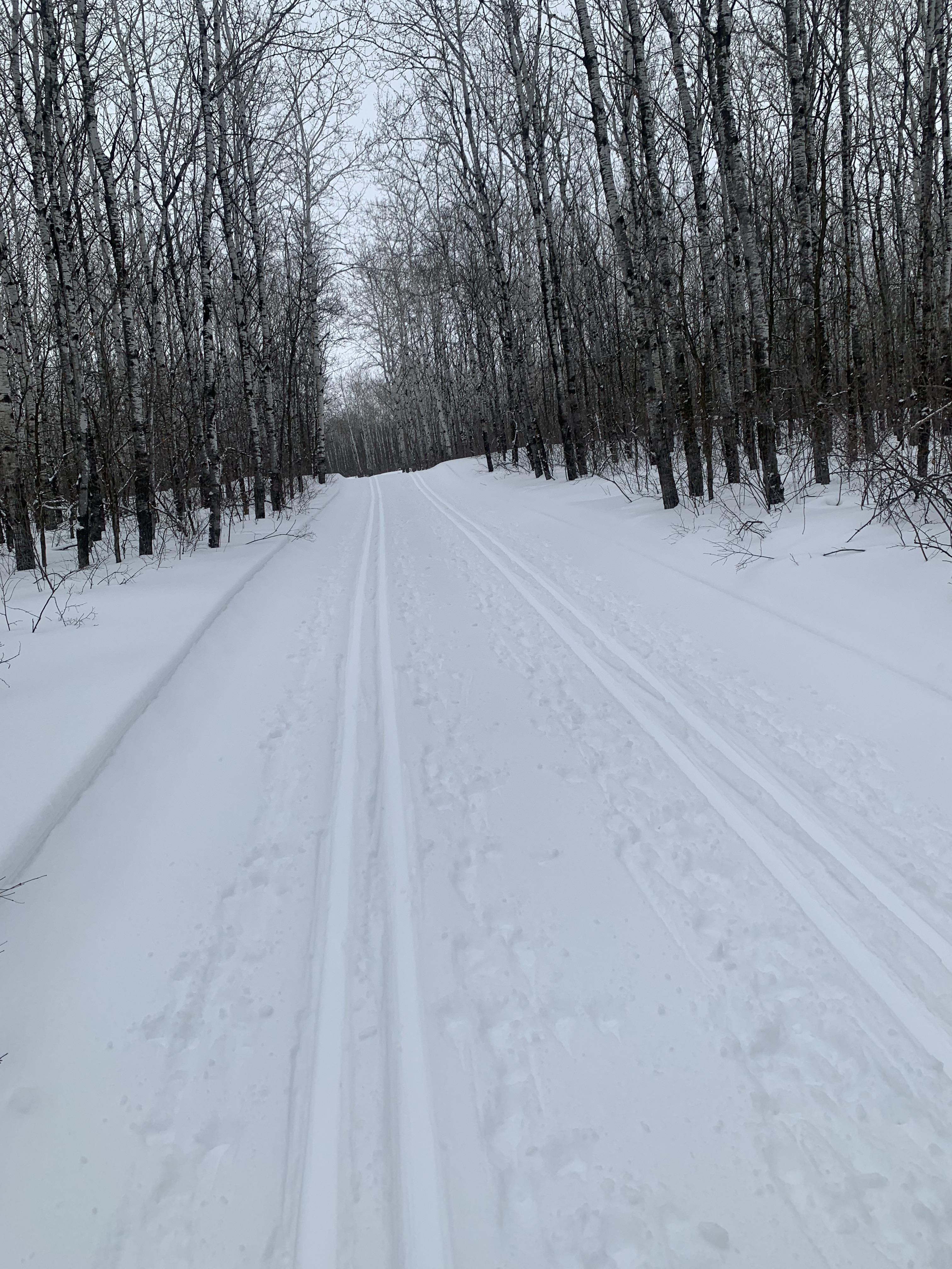 I love this view, Birds Hill Park, Manitoba r/xcountryskiing