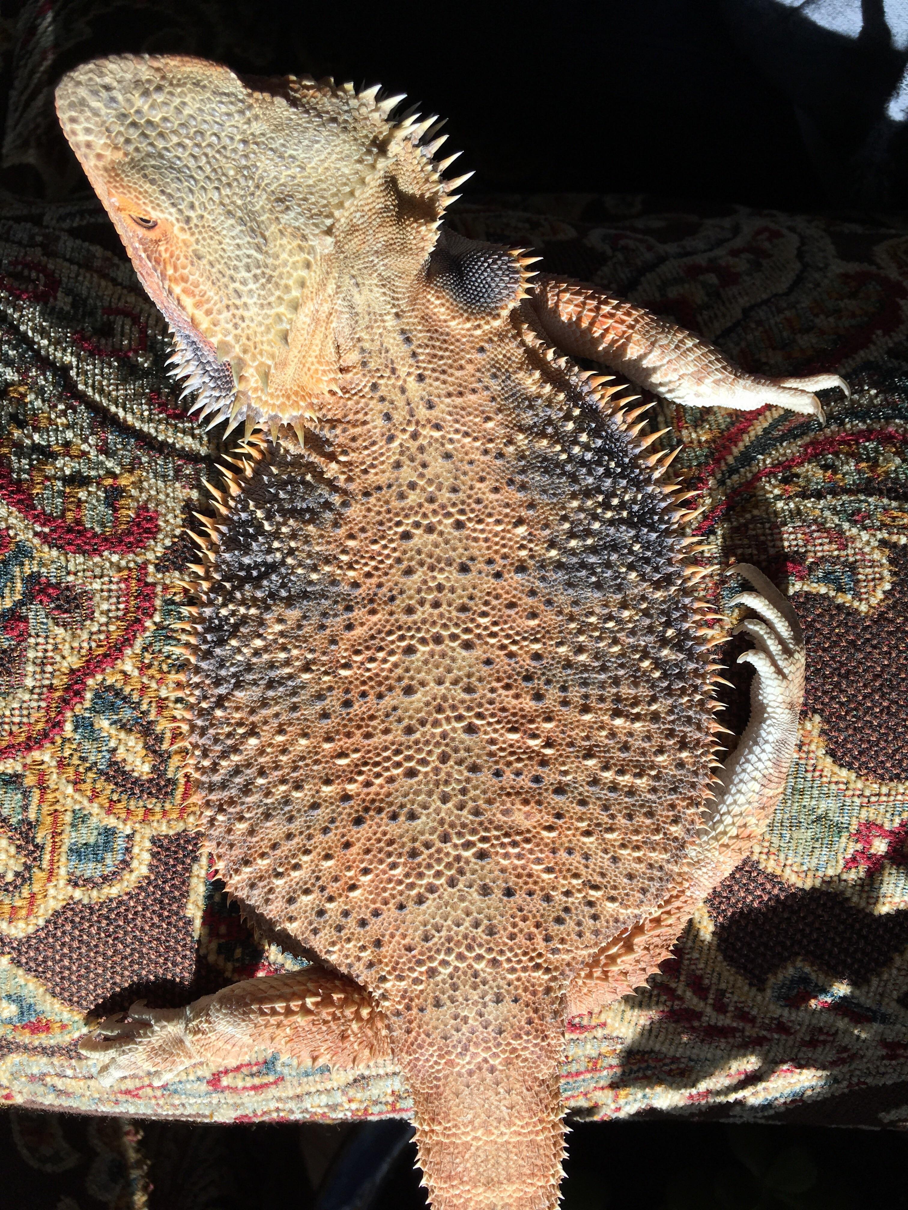 Does this pancake make me look fat? r/BeardedDragons