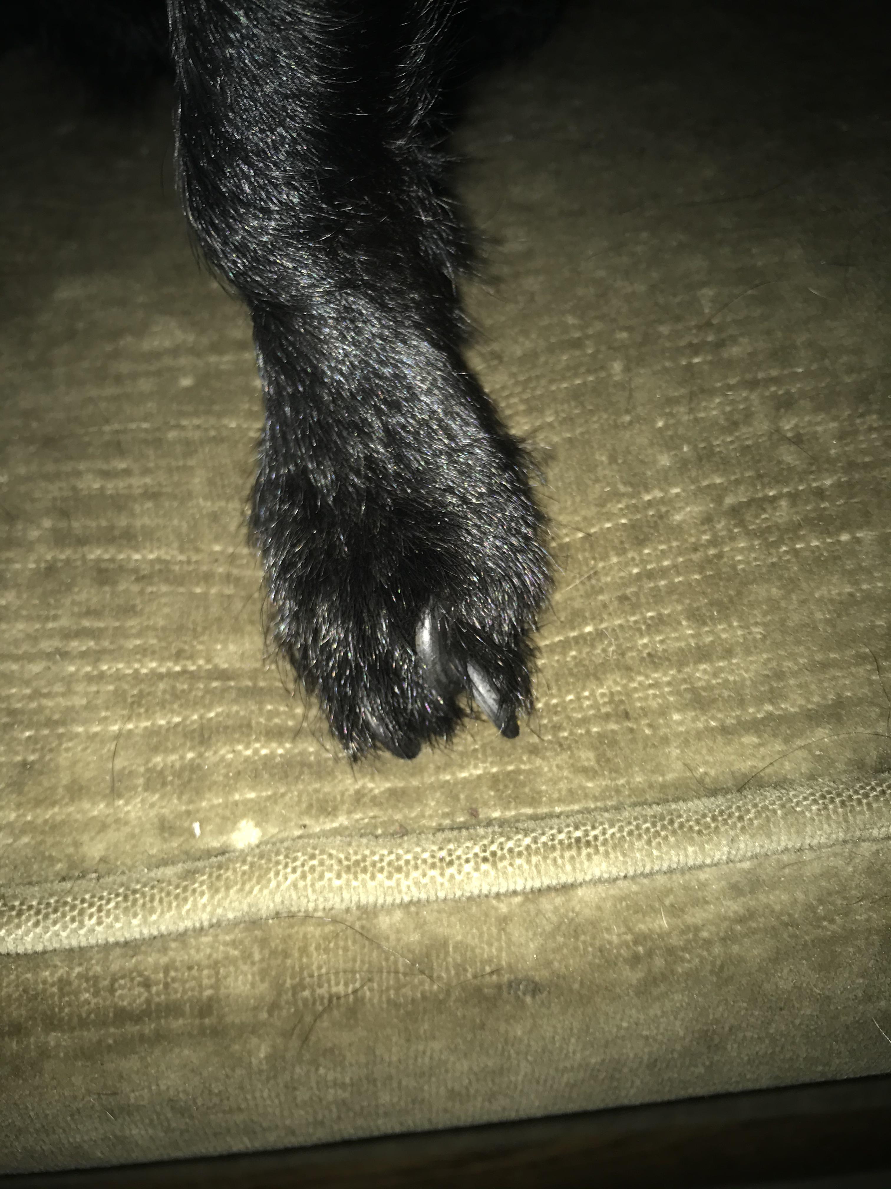 My dogs nails are stuck together and she is limping. Can someone help me figure out how to get