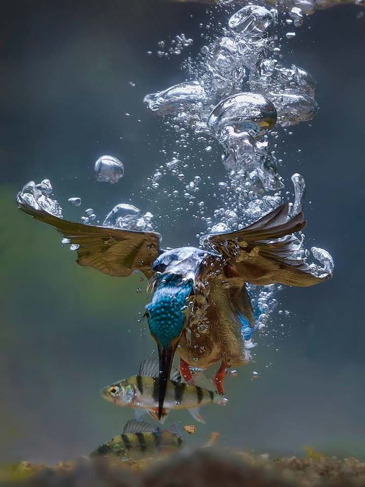 🌊KingFisher Dive🌊 r/interestingasfuck