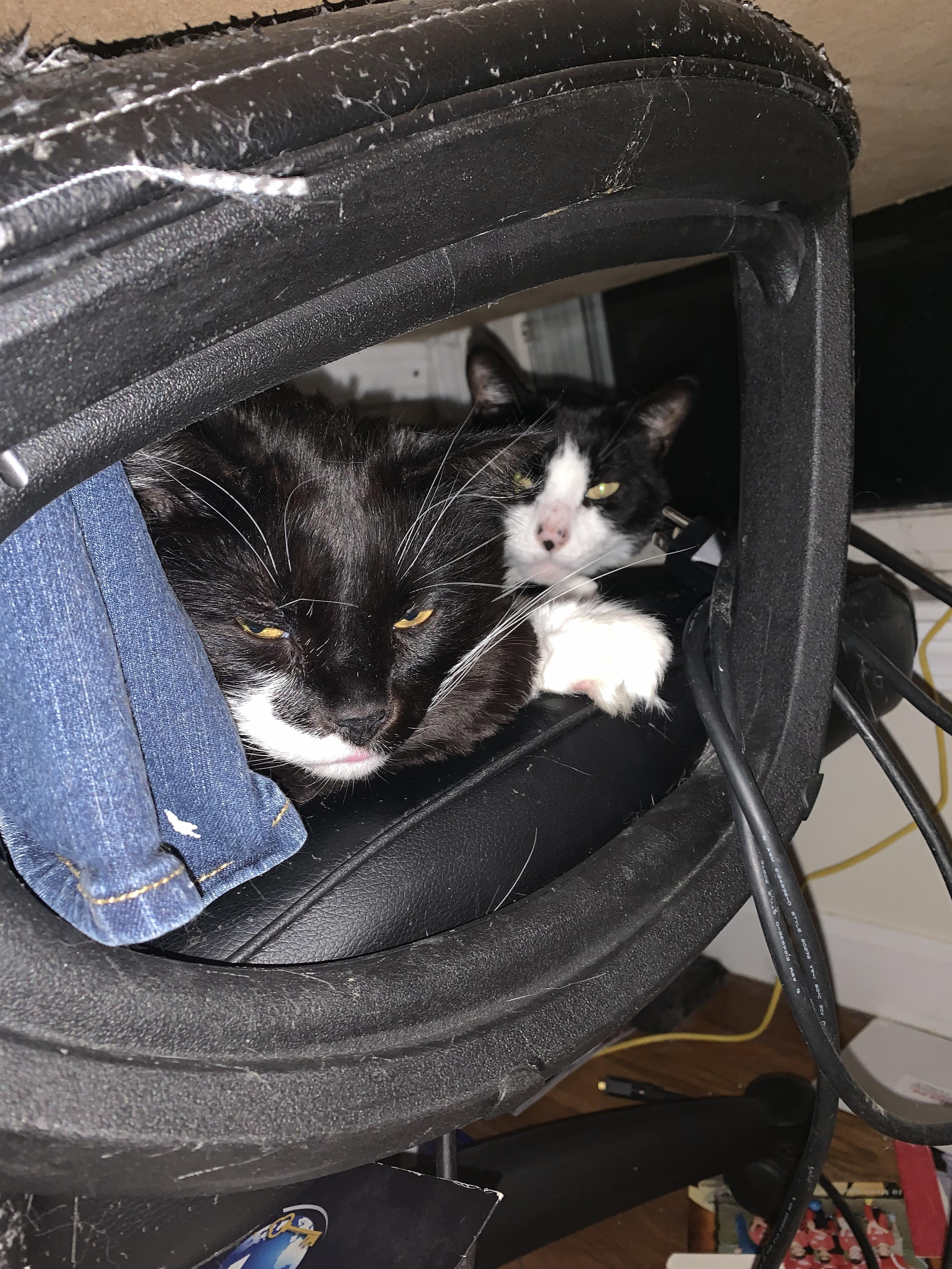 My cats love my moms desk chair (their names are Tater (on he right