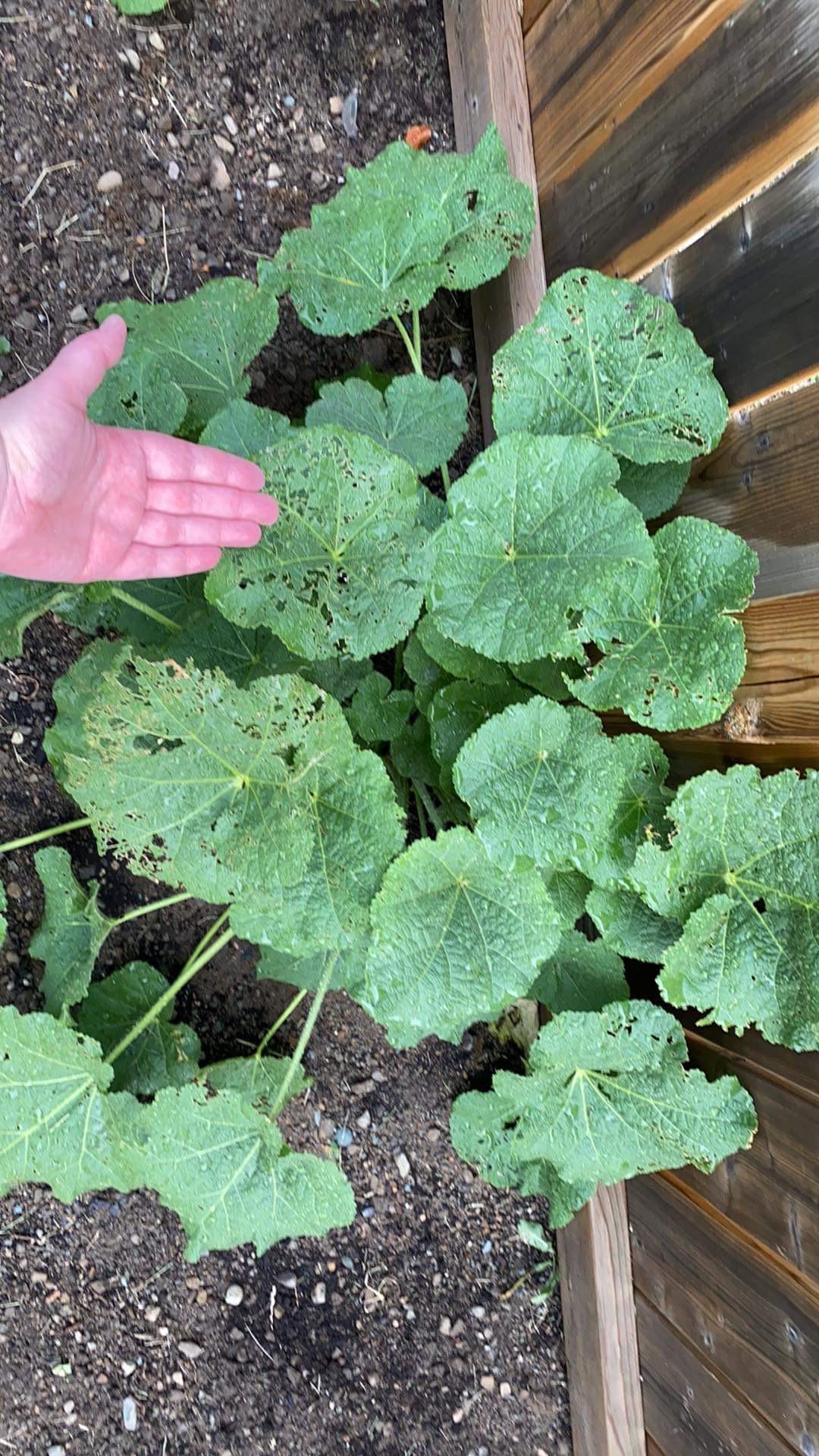 Is something eating my hollyhock leaves? r/gardening