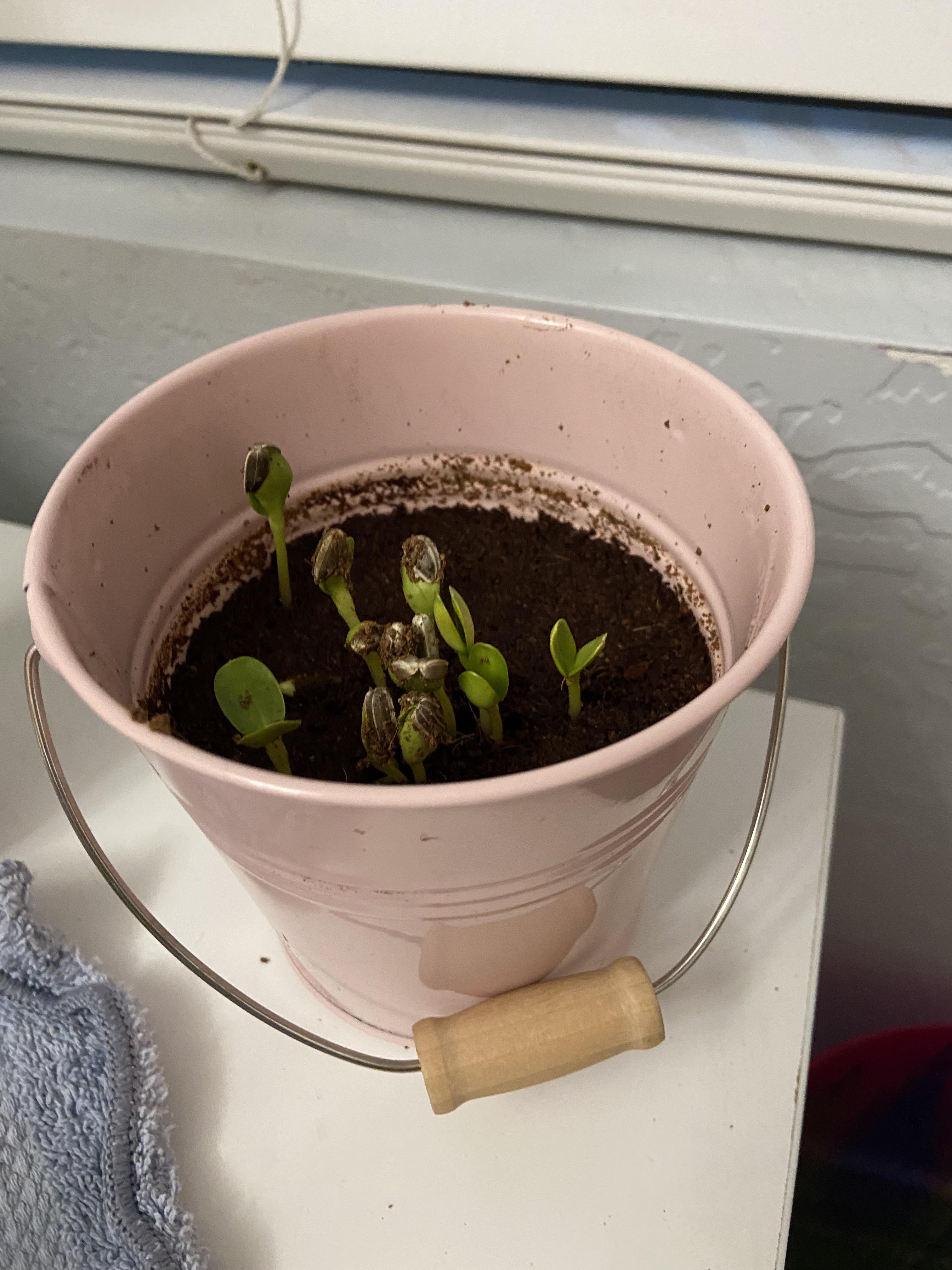 I need help with watering my sunflower sprouts. Can someone help me
