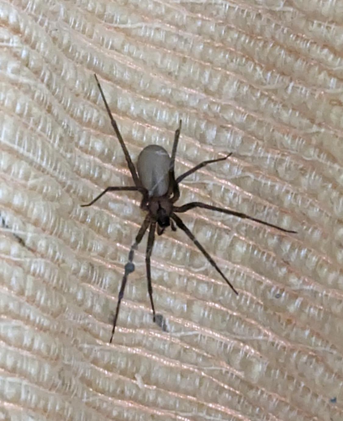 I live in an area where brown recluses are extremely rare… could this