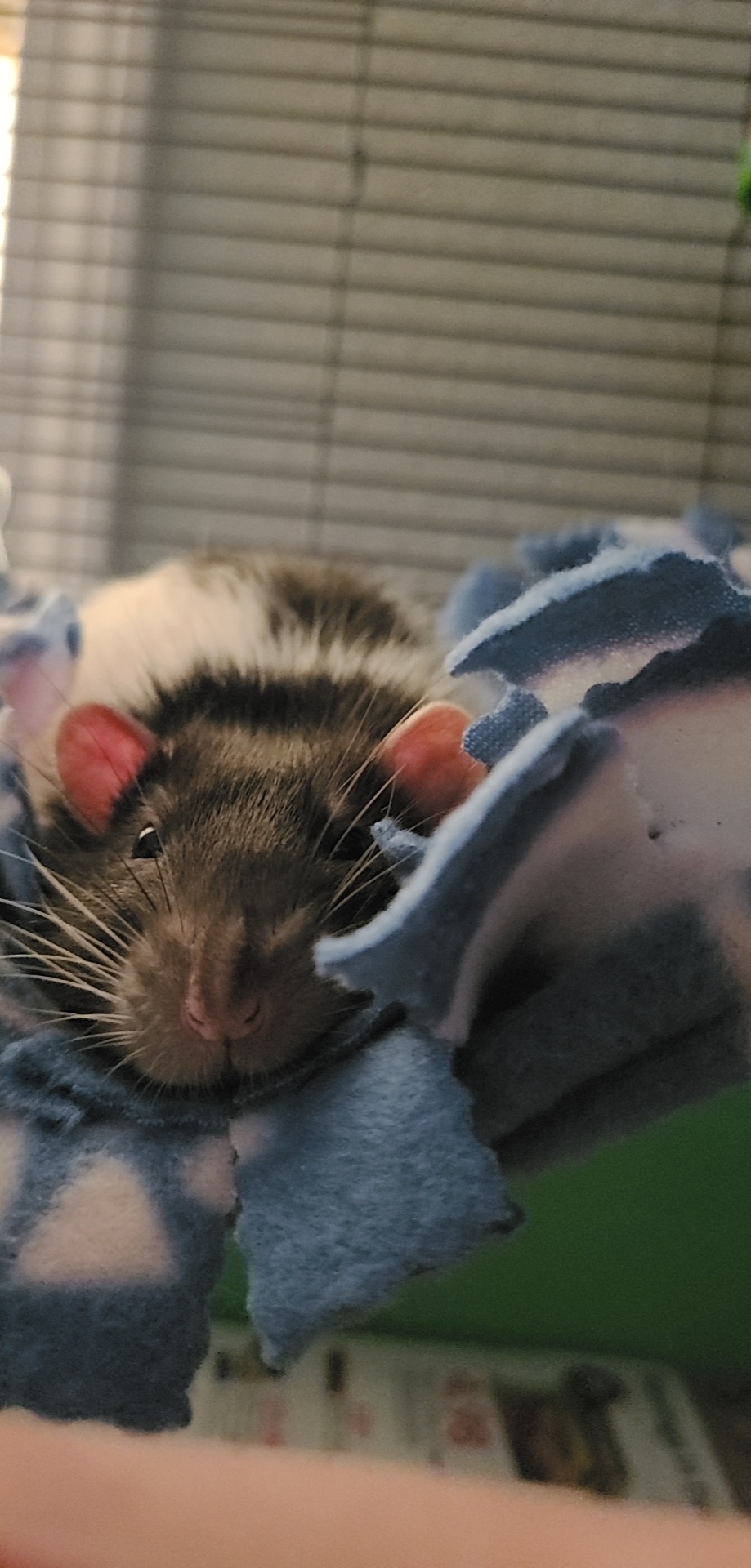 Just a cute rat who gets neutered Wednesday r/RATS