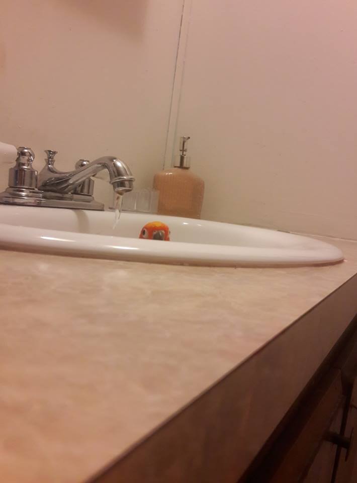 Um can you KNOCK? PartyParrot