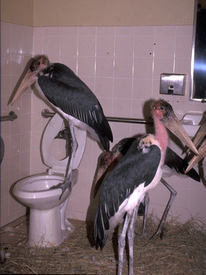 PsBattle Big Bird in the bathroom.